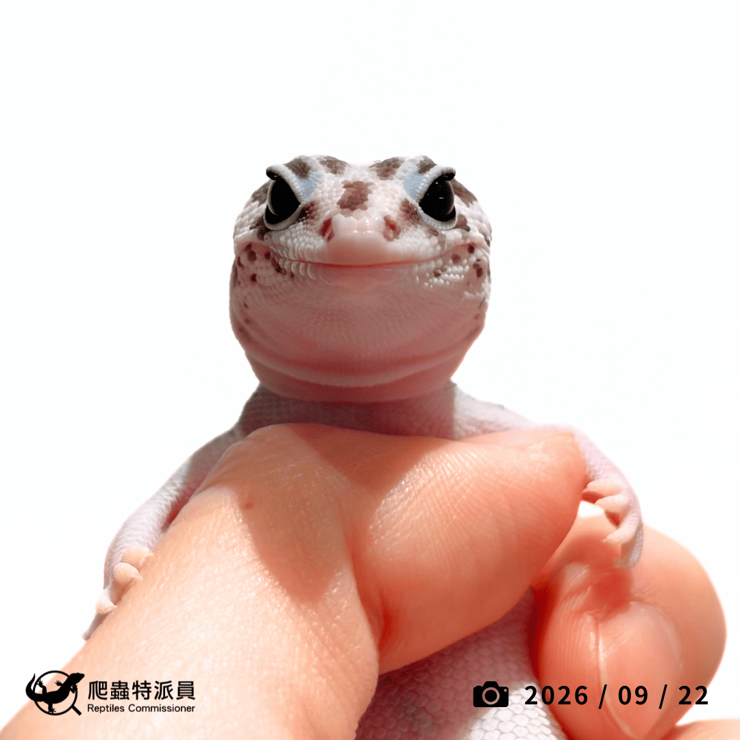 肥尾守宮.立可白奧利奧 h 無紋(編號 441)2