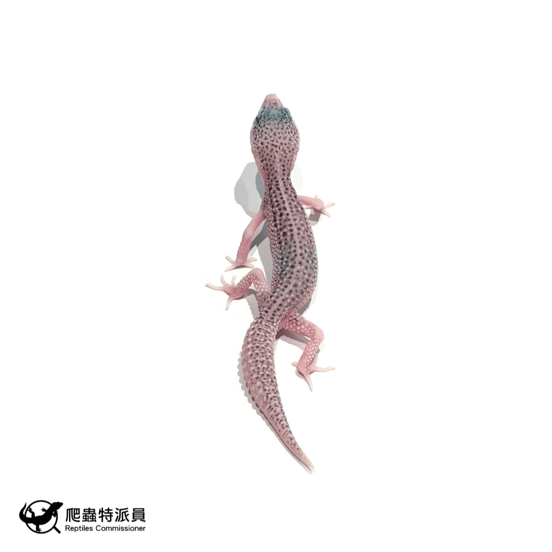 豹紋守宮.全日蝕(編號 488)1
