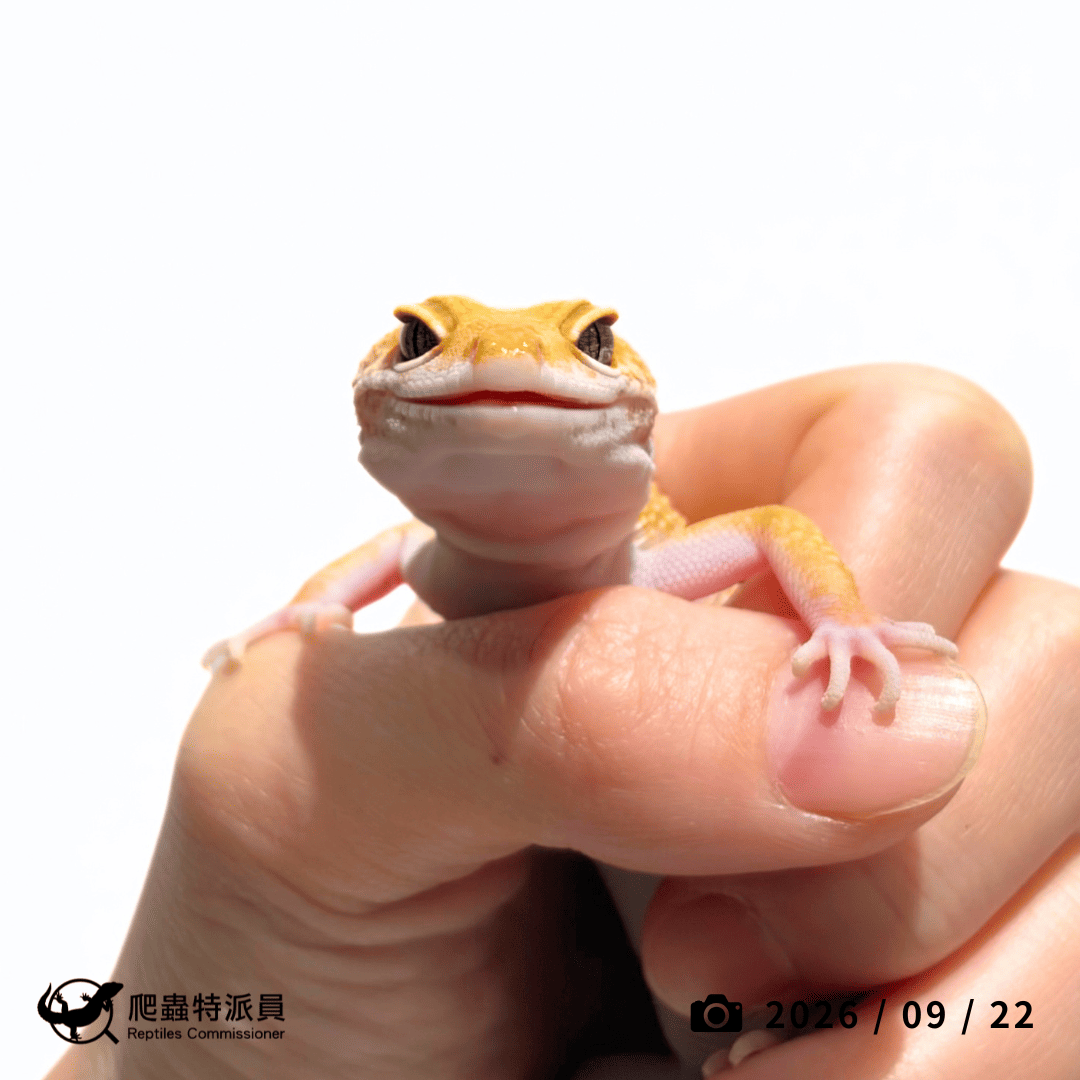 豹紋守宮.橘化(編號 478)2