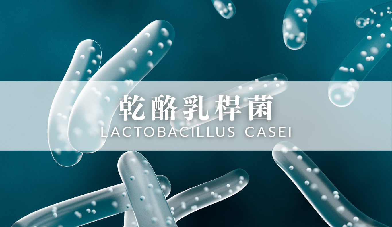 乾酪乳桿菌示意