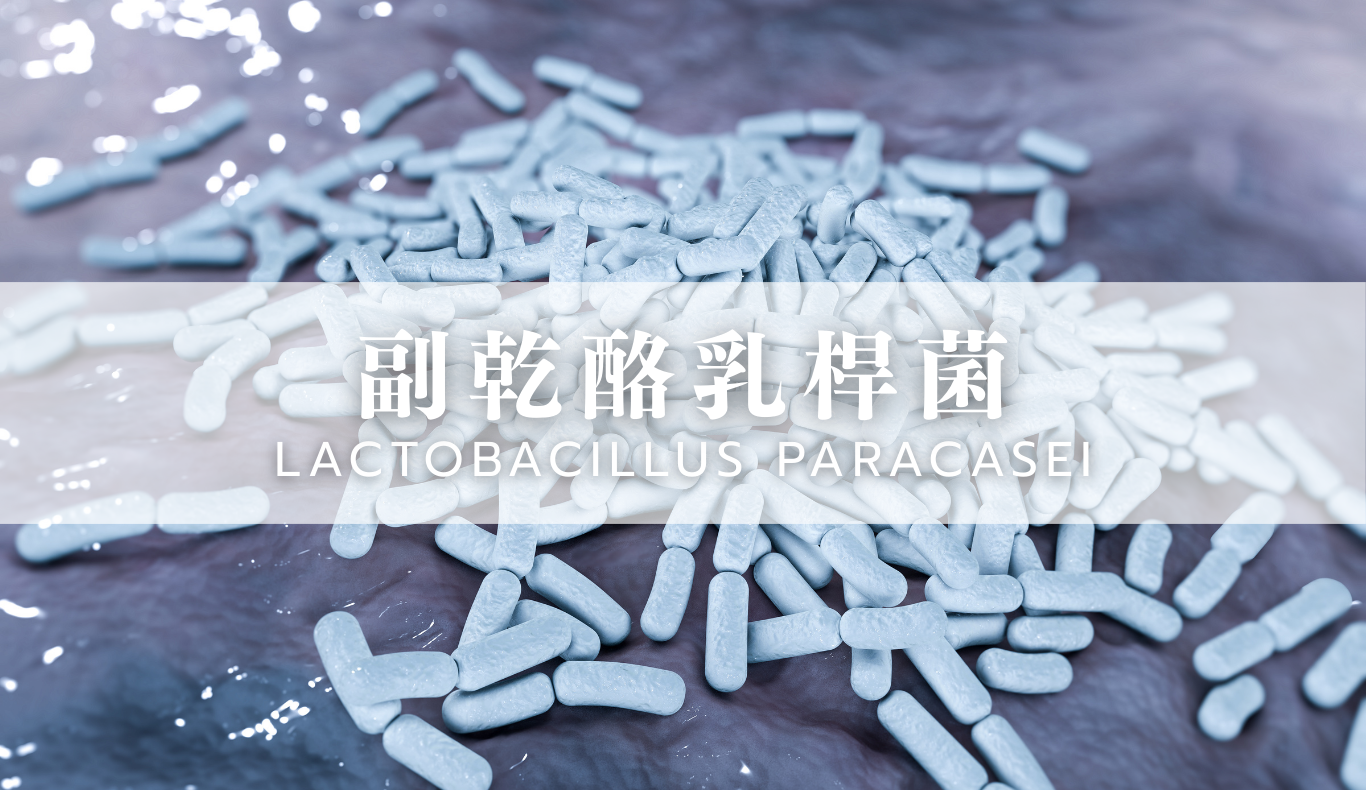 副乾酪乳桿菌示意
