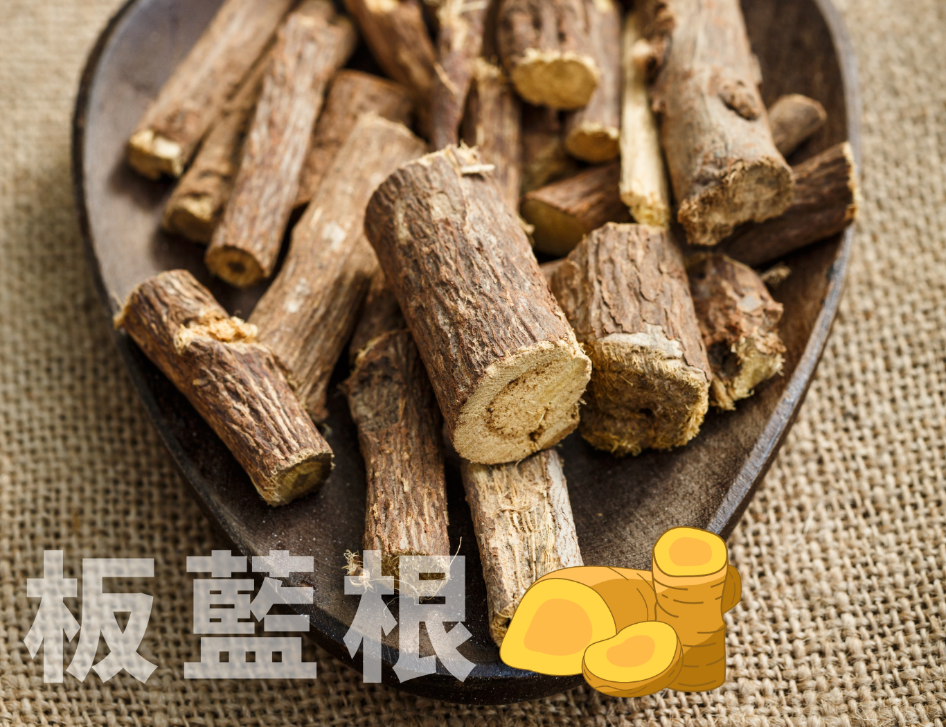板藍根