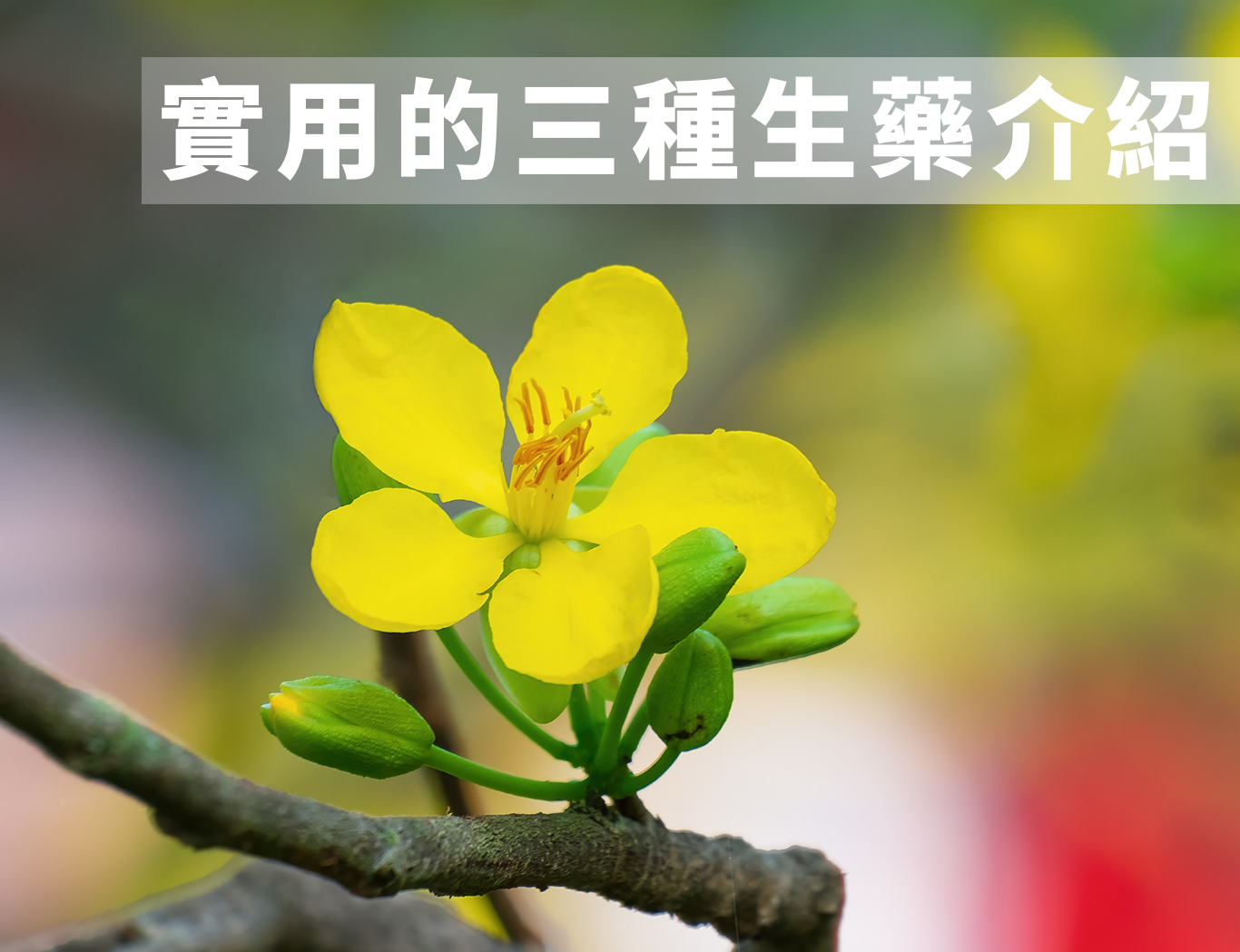 實用三種生藥介紹