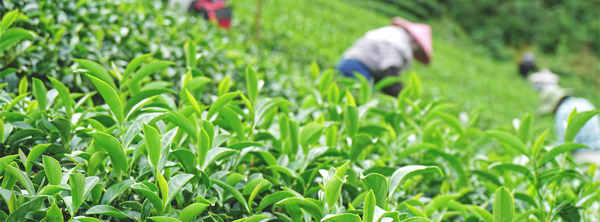 服務條款 置頂圖.jpg