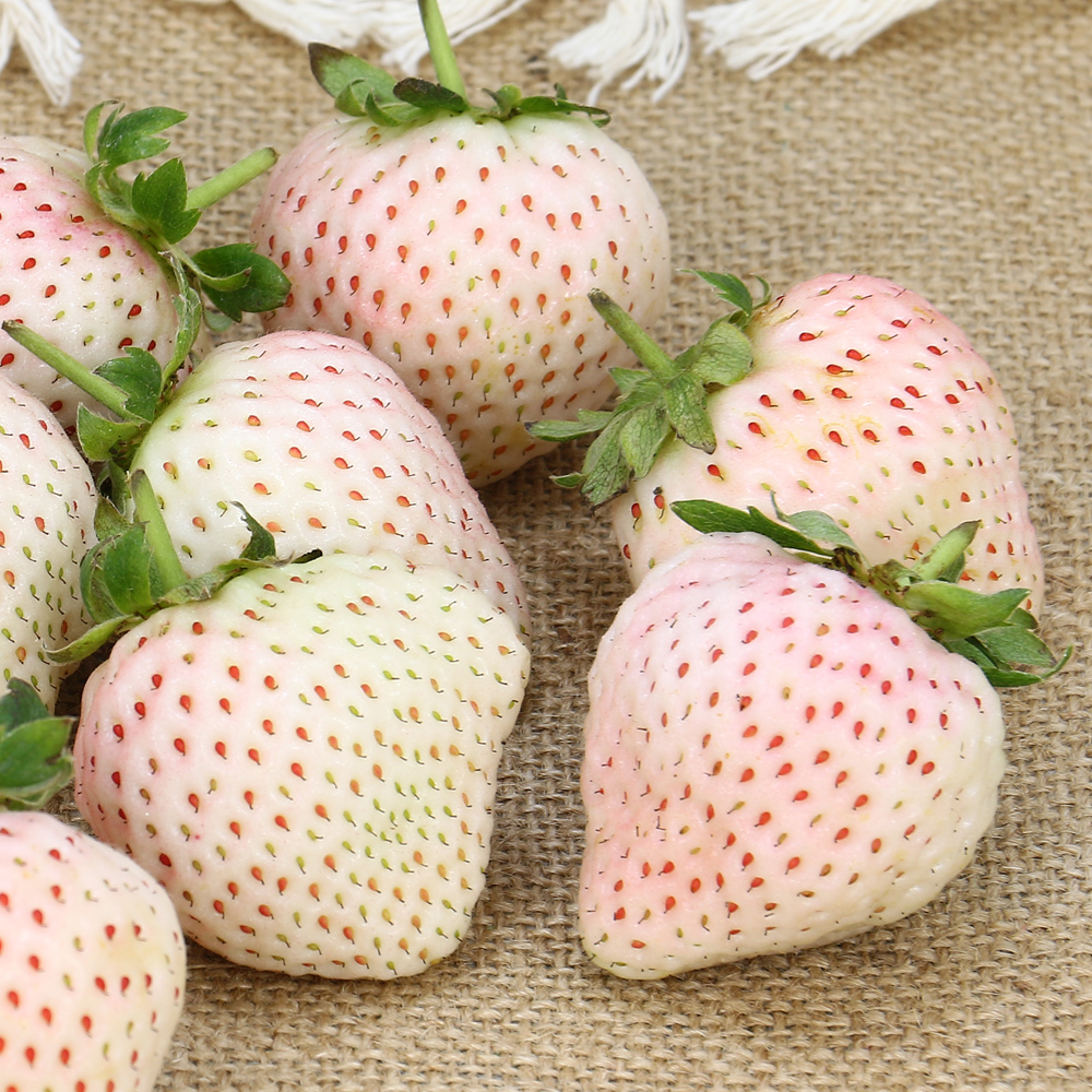大湖白草莓3.jpg