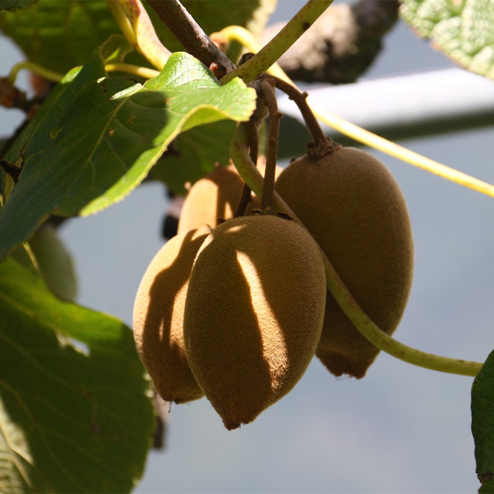 台灣高山黃金奇異果｜果肉金黃・酸甜均衡・冷藏配送