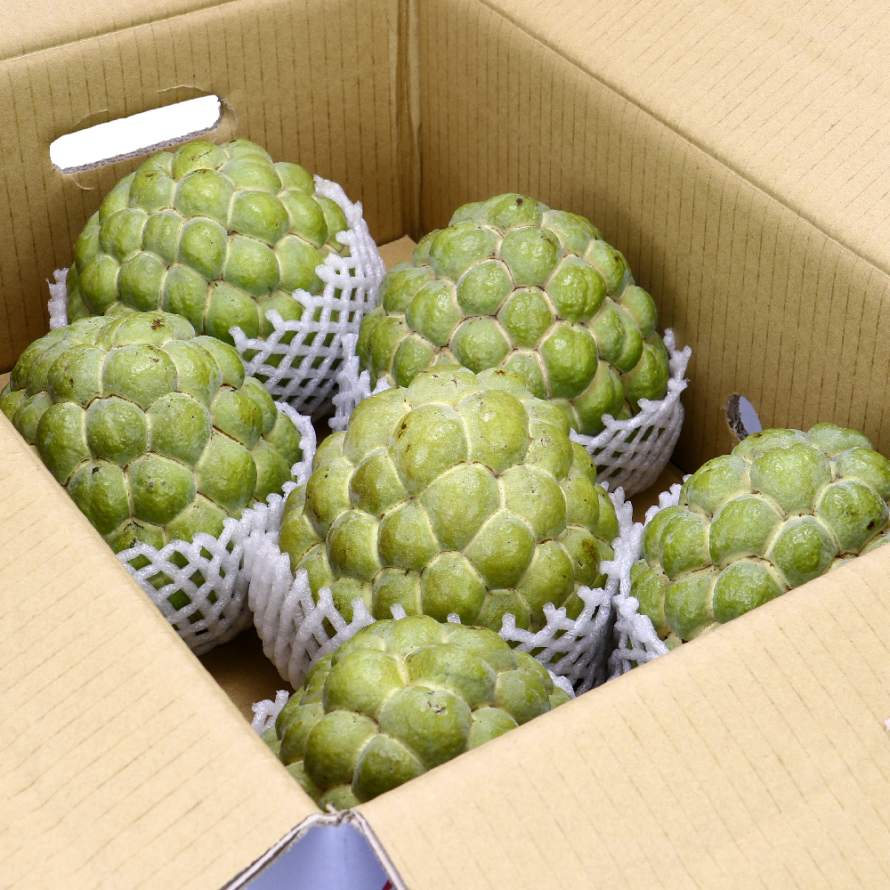 台東釋迦即將進入盛產期