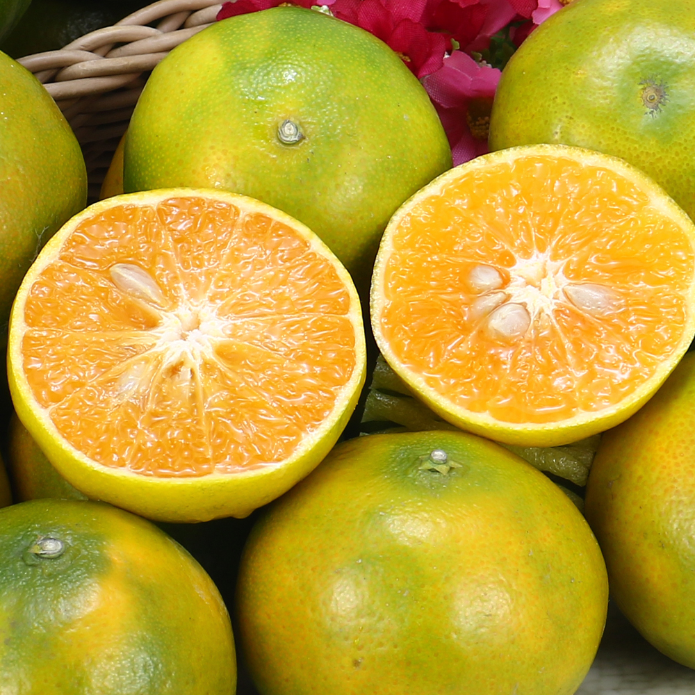 佛利蒙柑(小橘子)｜酸甜適中・汁豐味美・常溫配送