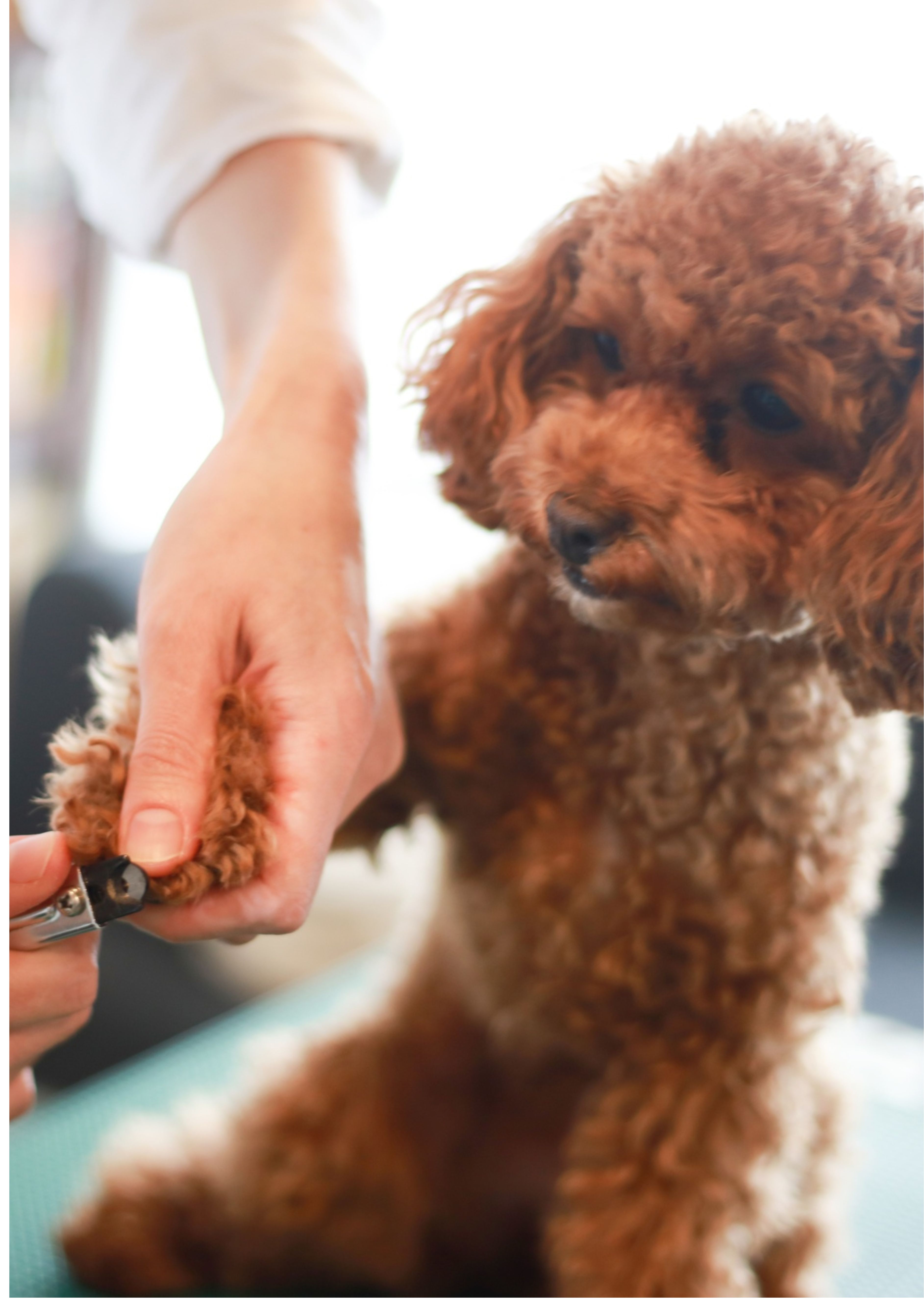 慢一點、準一點！避開「活肉地雷區」安心剪！ 🐶