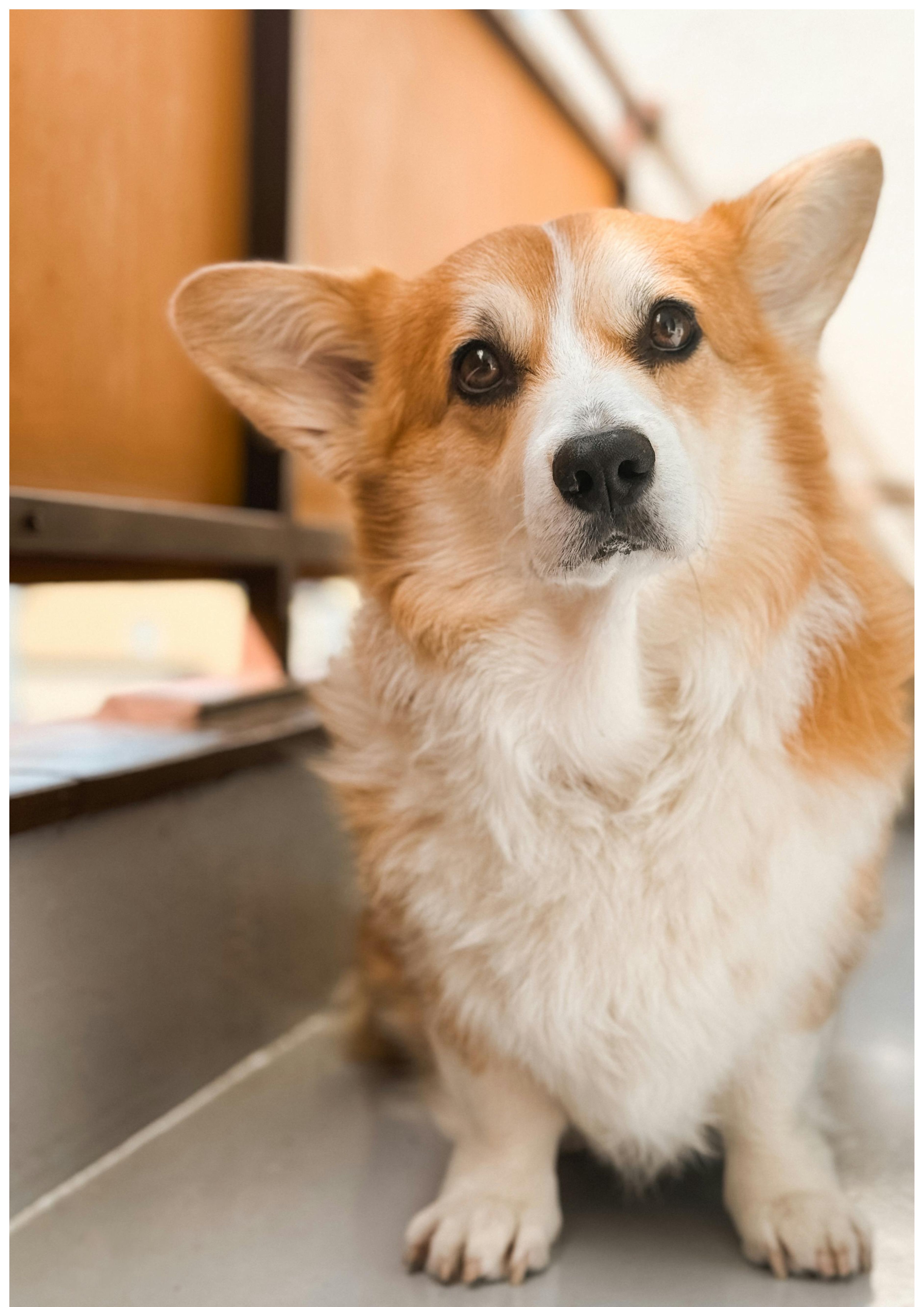 「狗耳朵臭臭der？」👂 狗狗清潔術：異味、腫脹OUT！