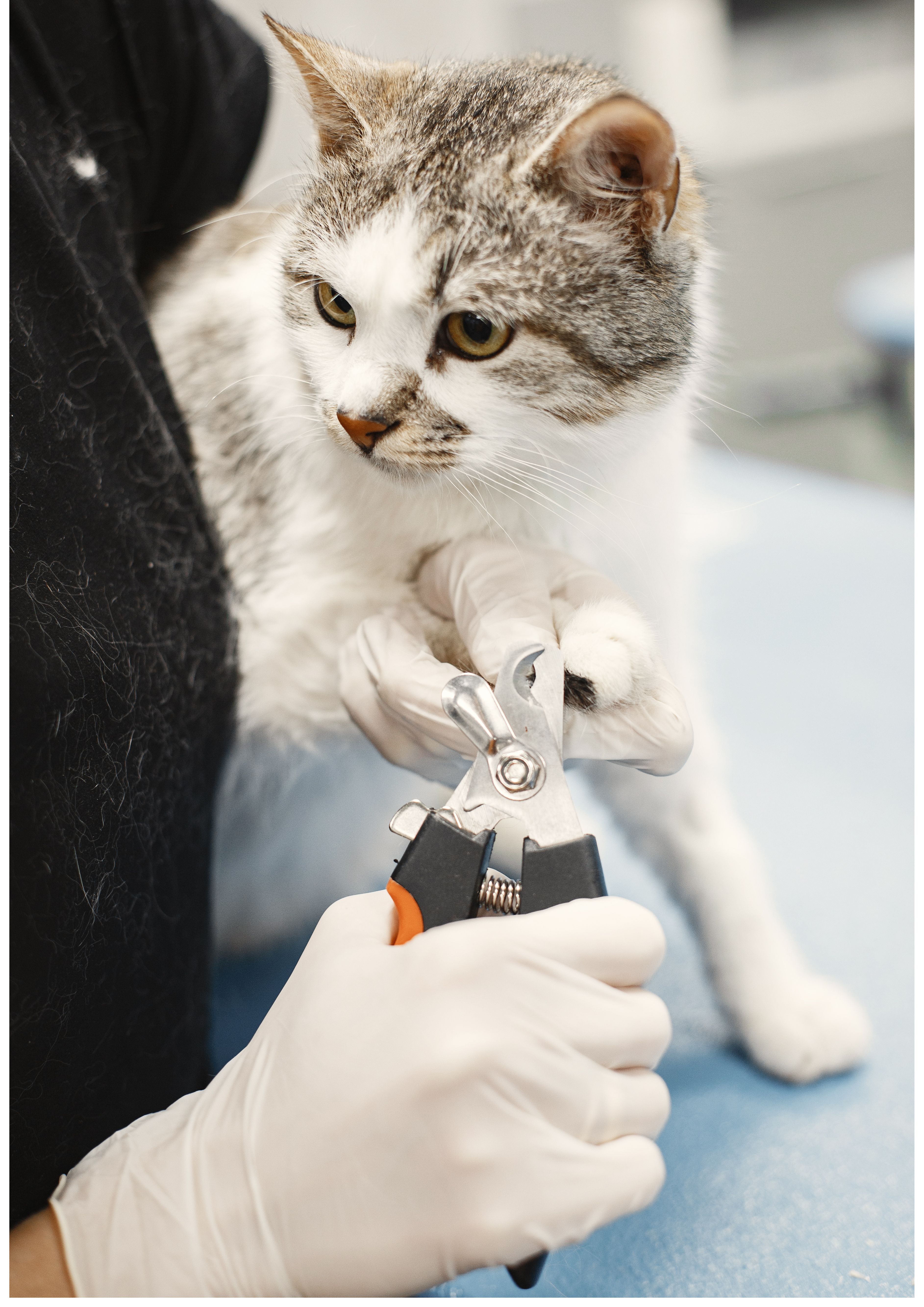 別讓「長」爪變成「傷」爪的甜蜜負擔 😼