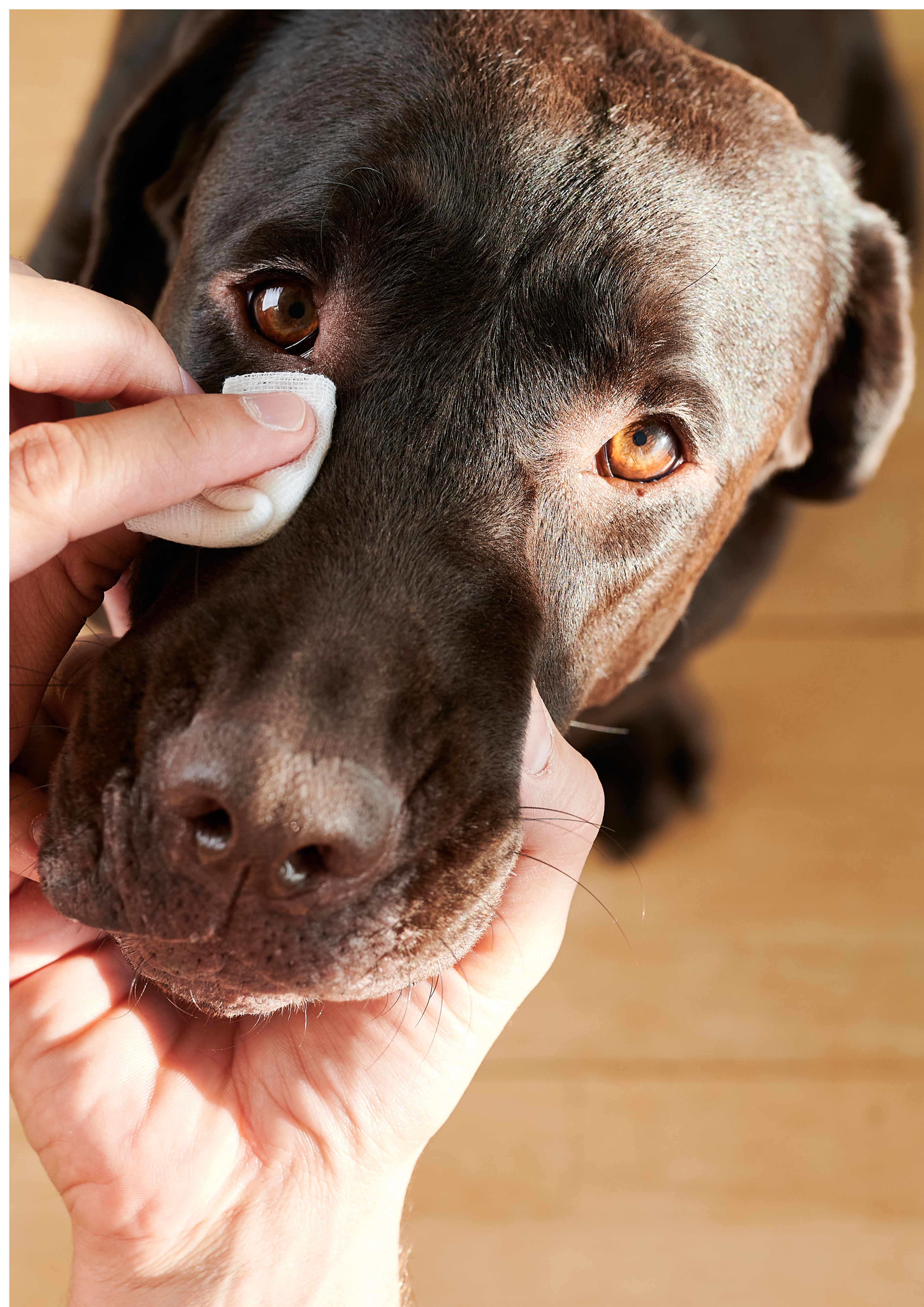 毛孩的眼睛在說話：當牠不舒服時，你讀懂了嗎？