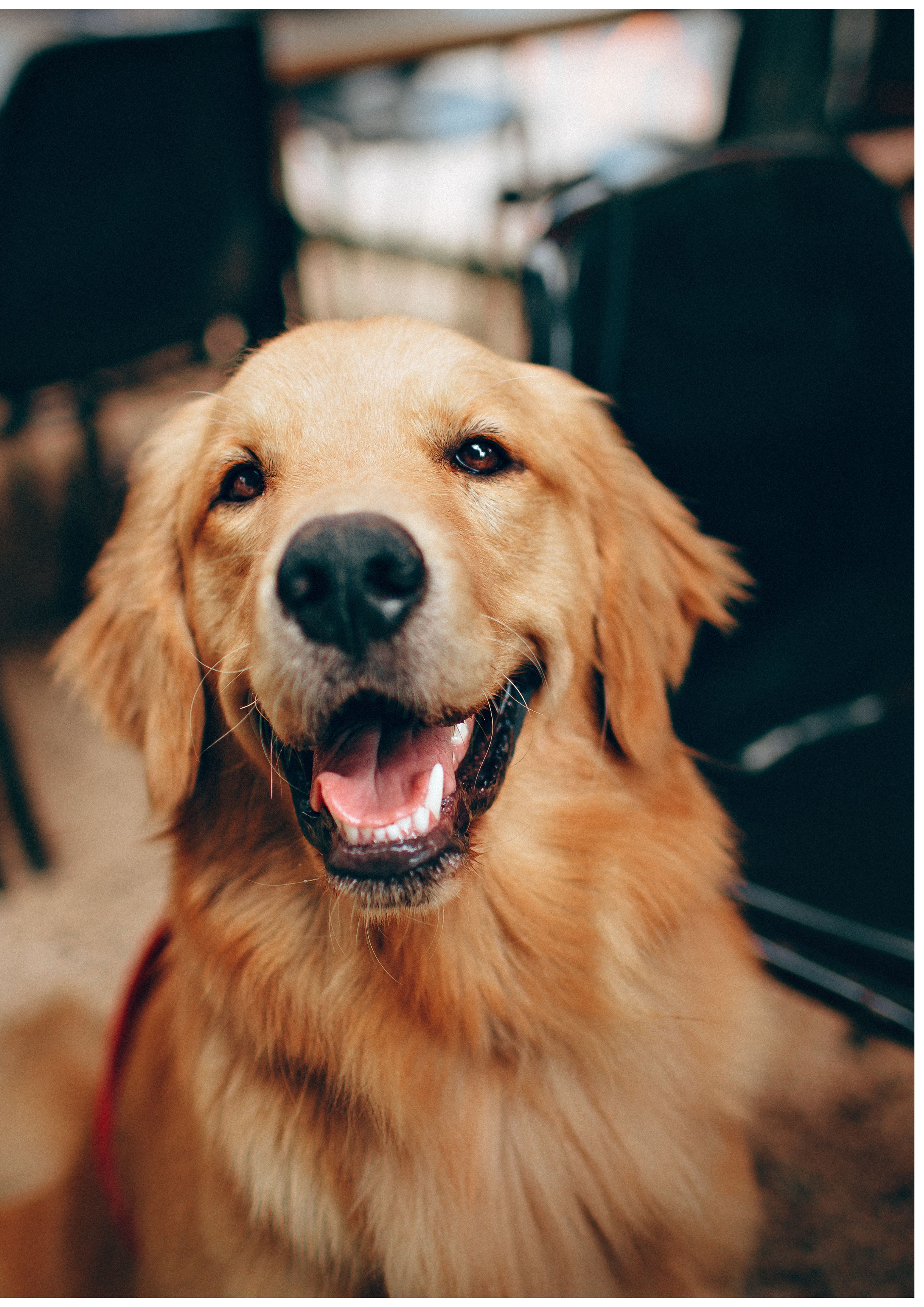 【狗狗刷牙不流血！】輕柔壓力是關鍵