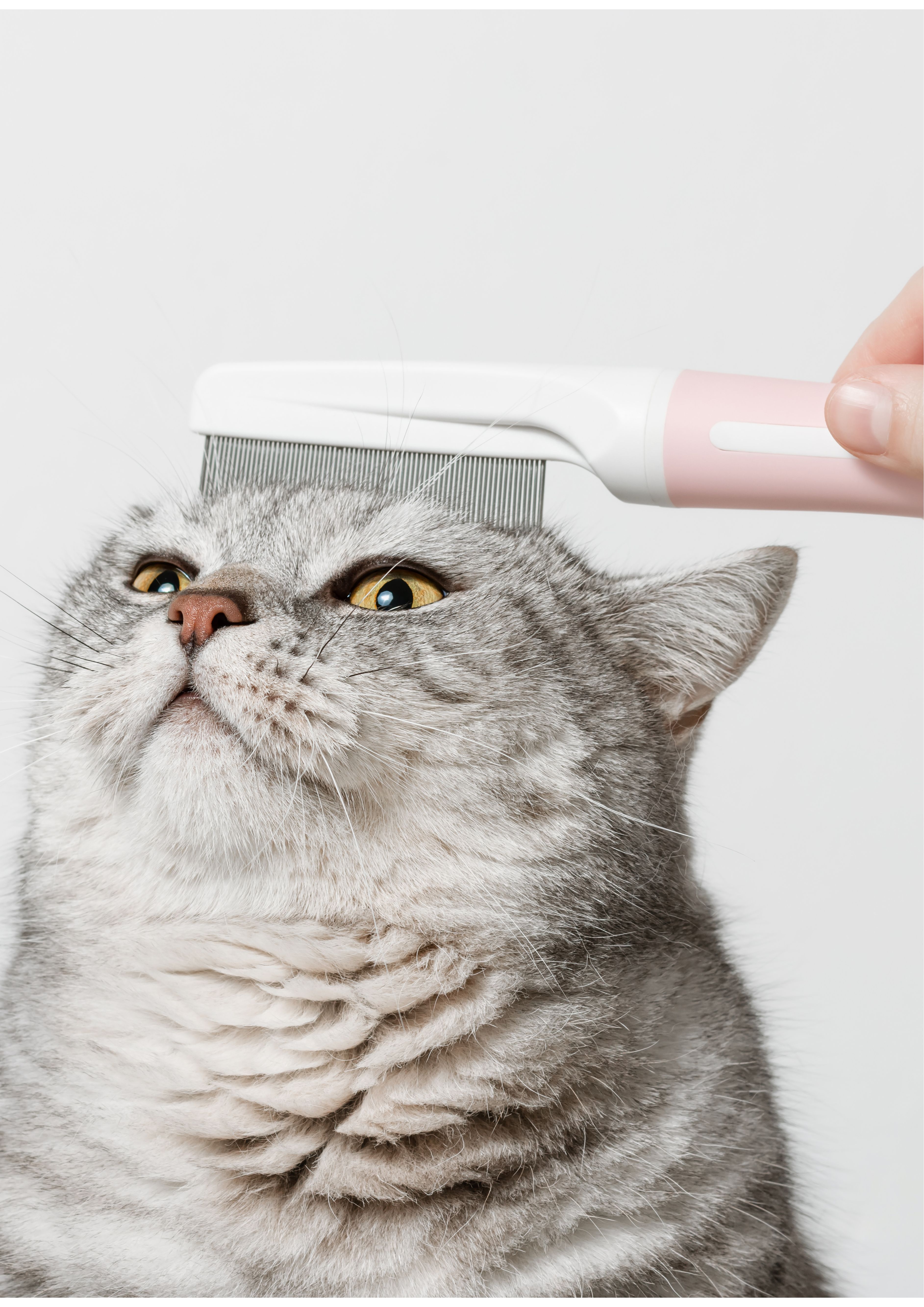 貓咪的「淨」界線：梳理、洗澡與護牙，讓牠健康又親密