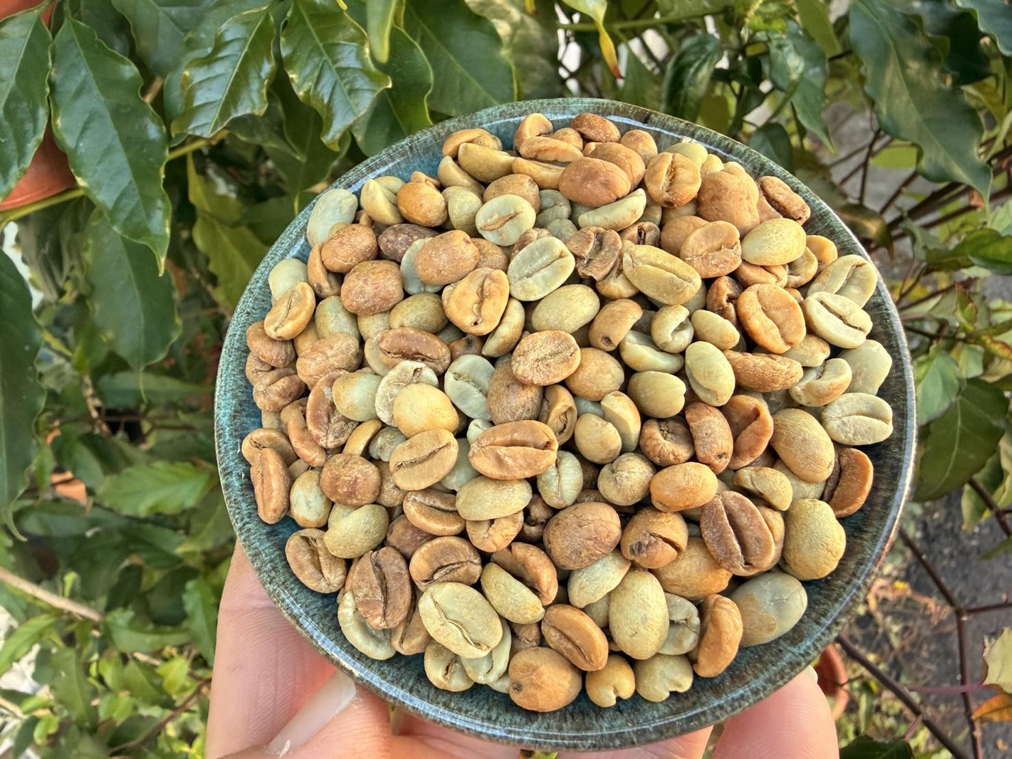 熊團長每月特惠咖啡|尼加拉瓜 聖安東尼奧莊園 🍇萄醉香莓🍒 酒香日曬咖啡熟豆 (買一送一)4