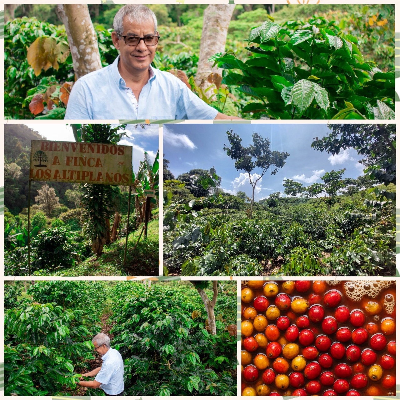 家庭號濾掛咖啡|比熊嚴選精緻濾掛咖啡40入5