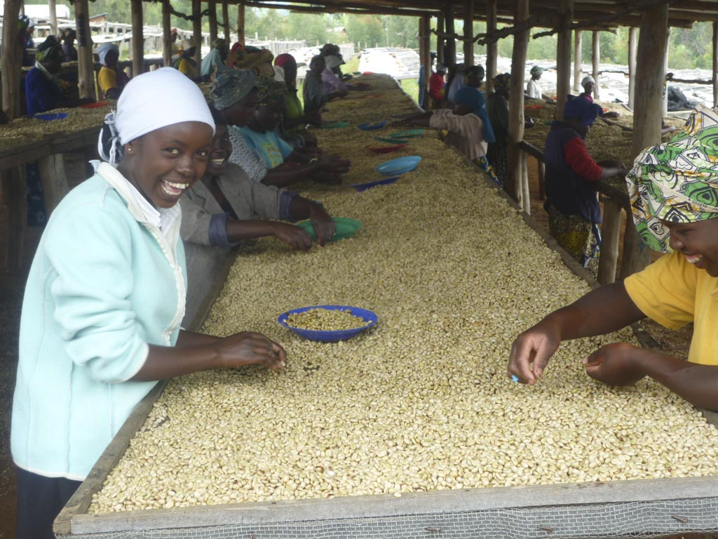 Sorting coffee at Musasa .jpg