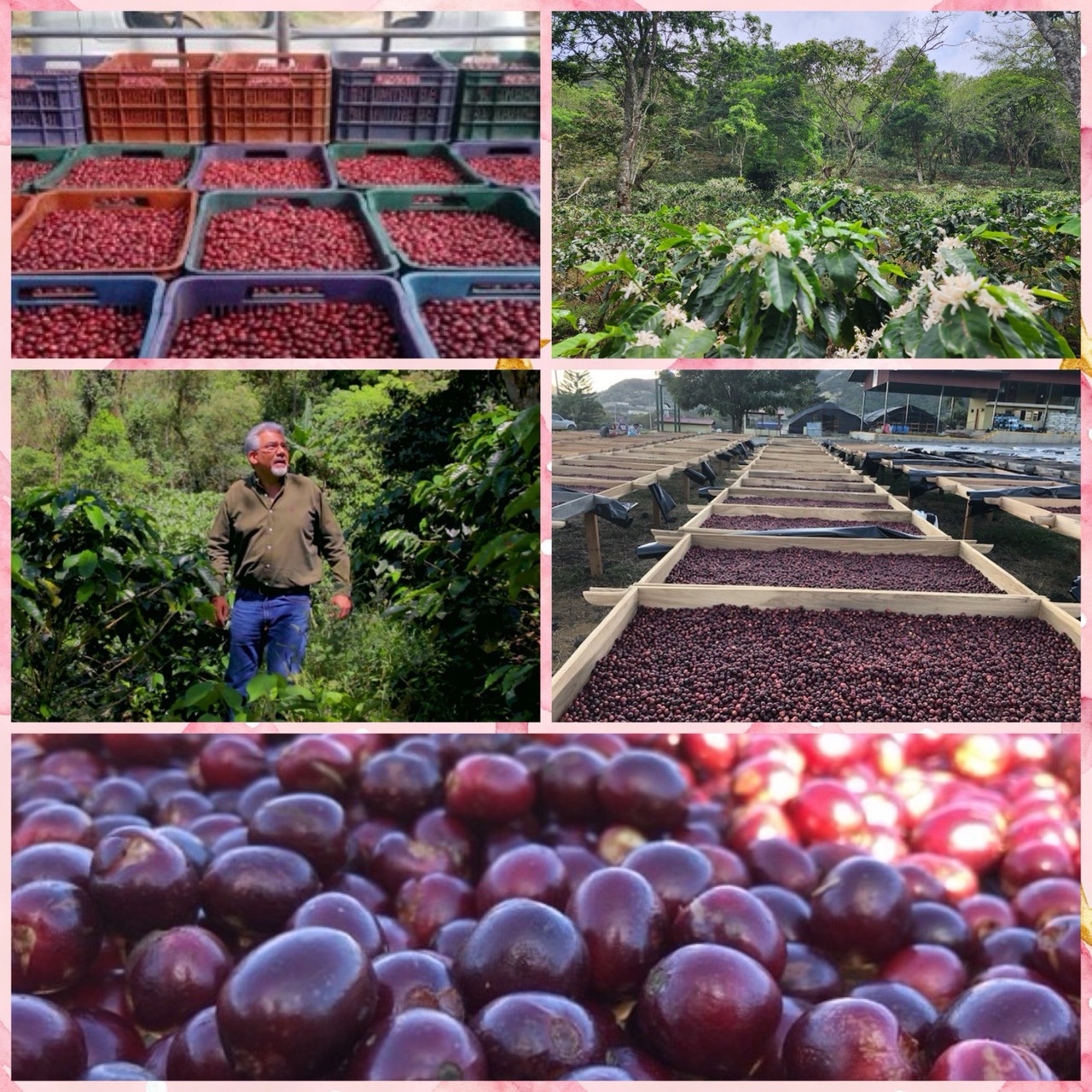 熊團長每月特惠咖啡|尼加拉瓜 聖安東尼奧莊園 🍇萄醉香莓🍒 酒香日曬咖啡熟豆 (買一送一)3