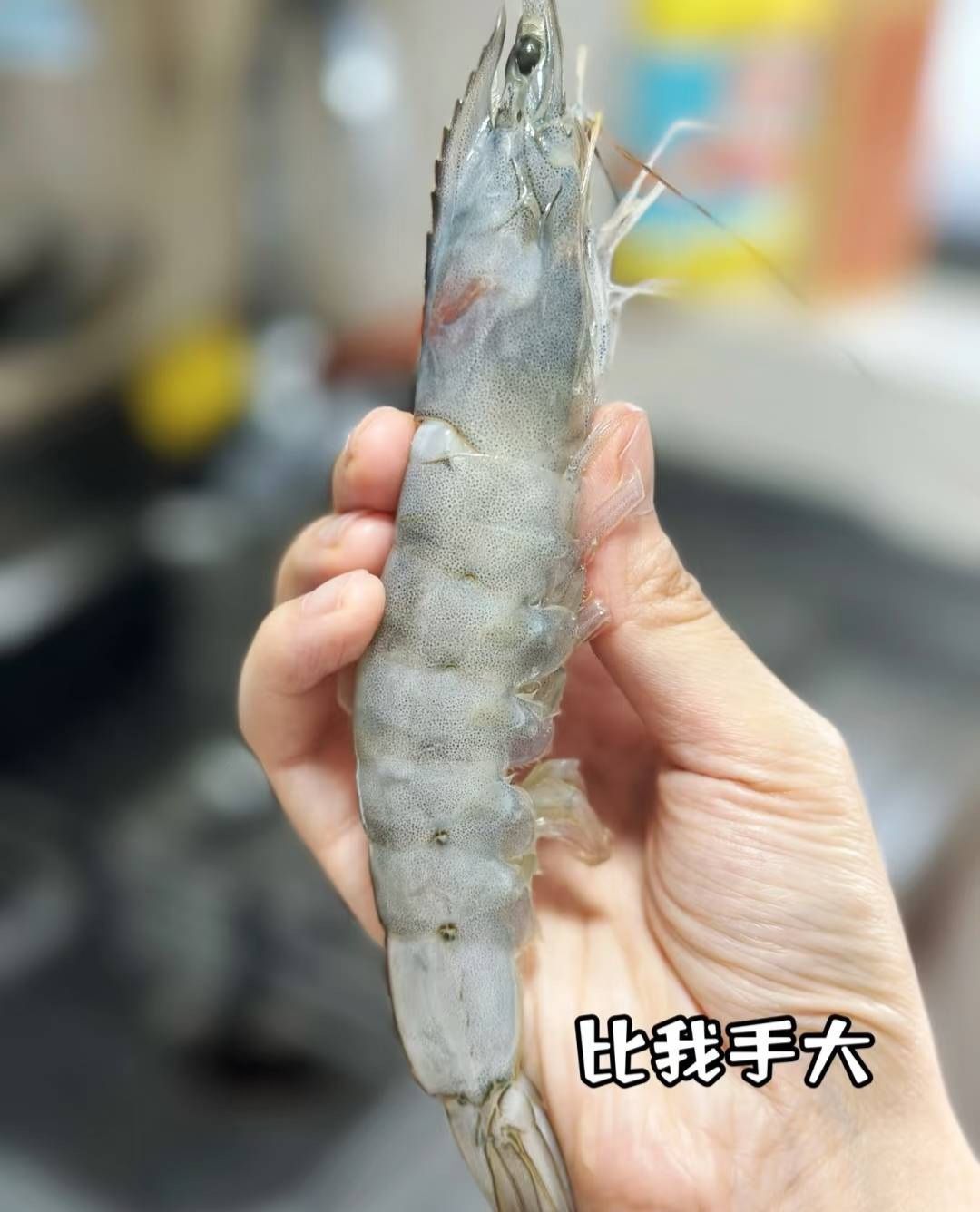巴拿馬LUCAS活凍生白蝦12