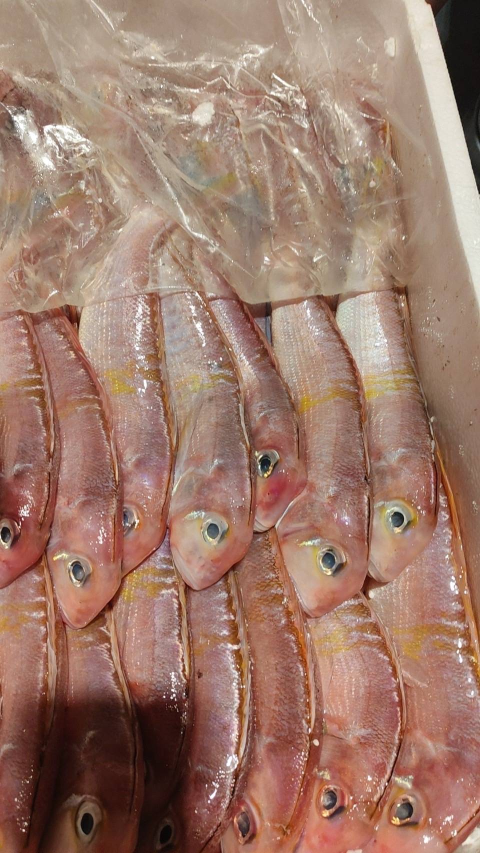 現流急凍紅面馬頭魚(2尾/組)6