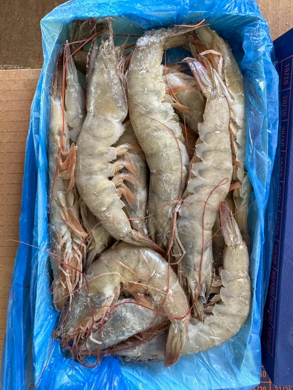 巴拿馬特大白蝦20/306