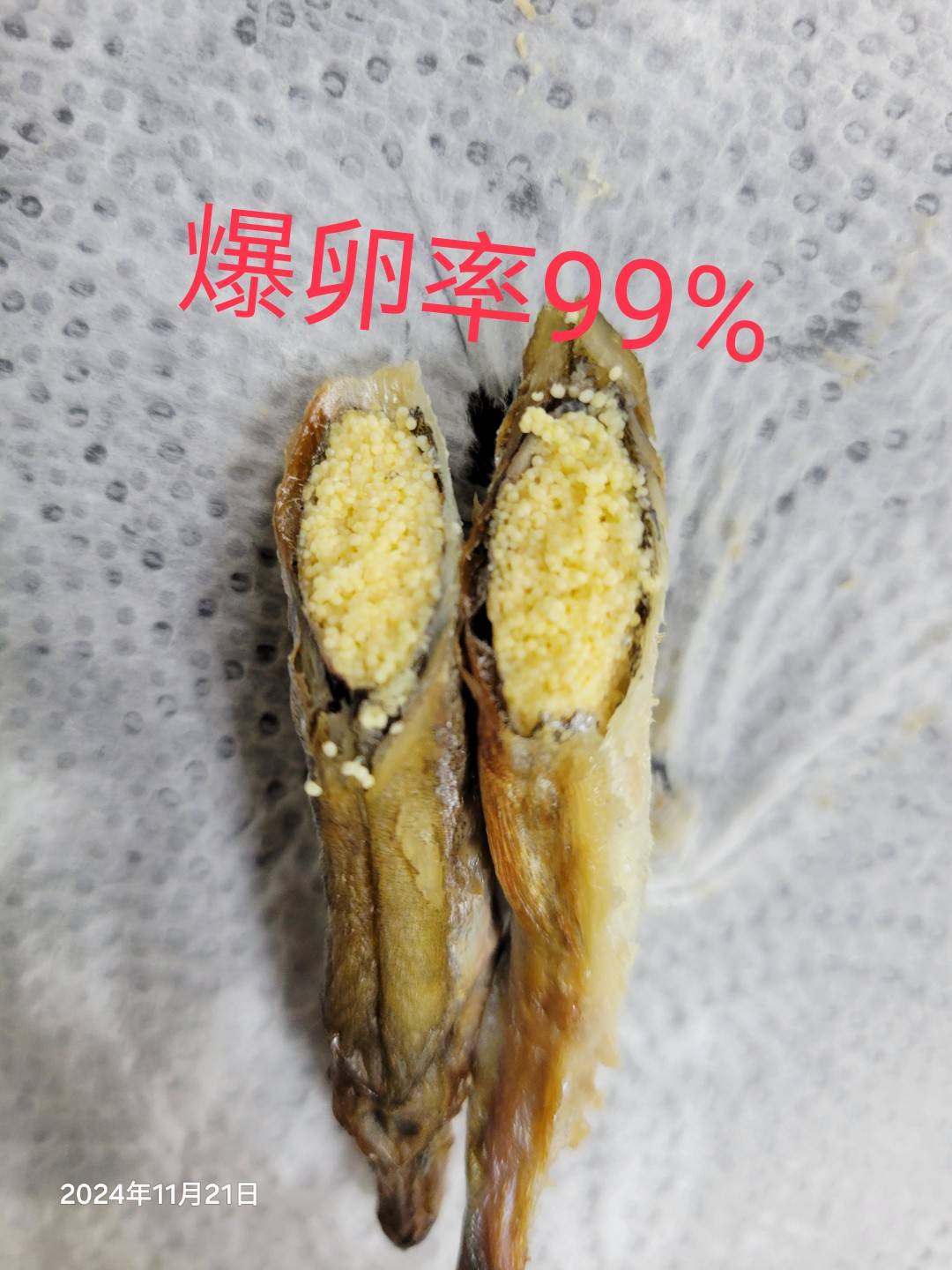 41/45船凍爆卵蛋蛋魚(柳葉魚/喜相逢)7