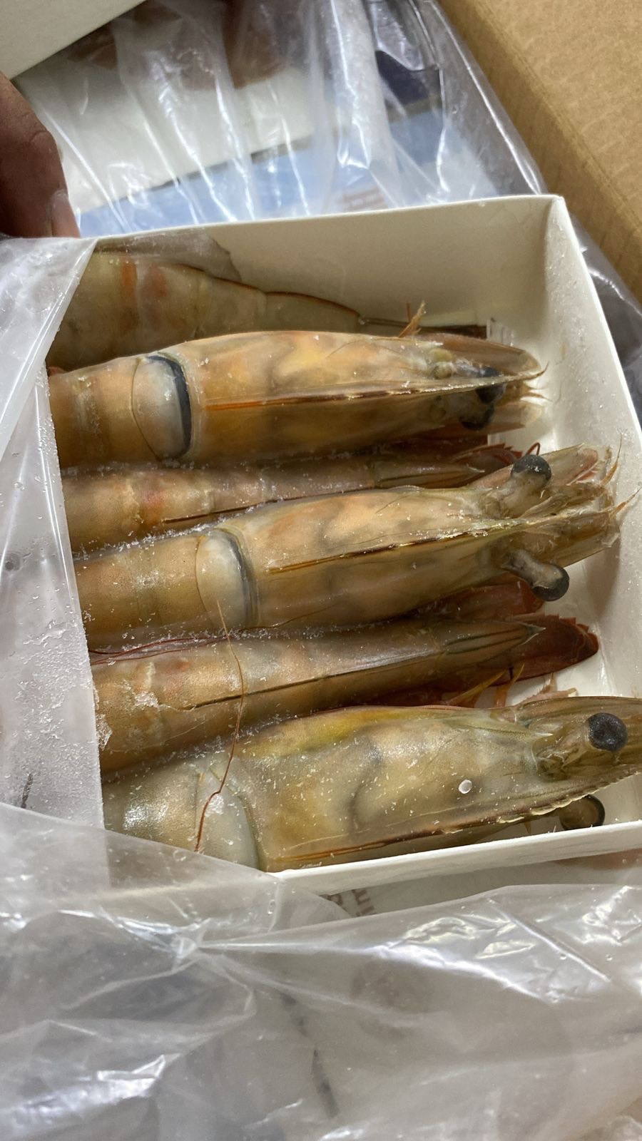 海捕野生海大蝦500G5