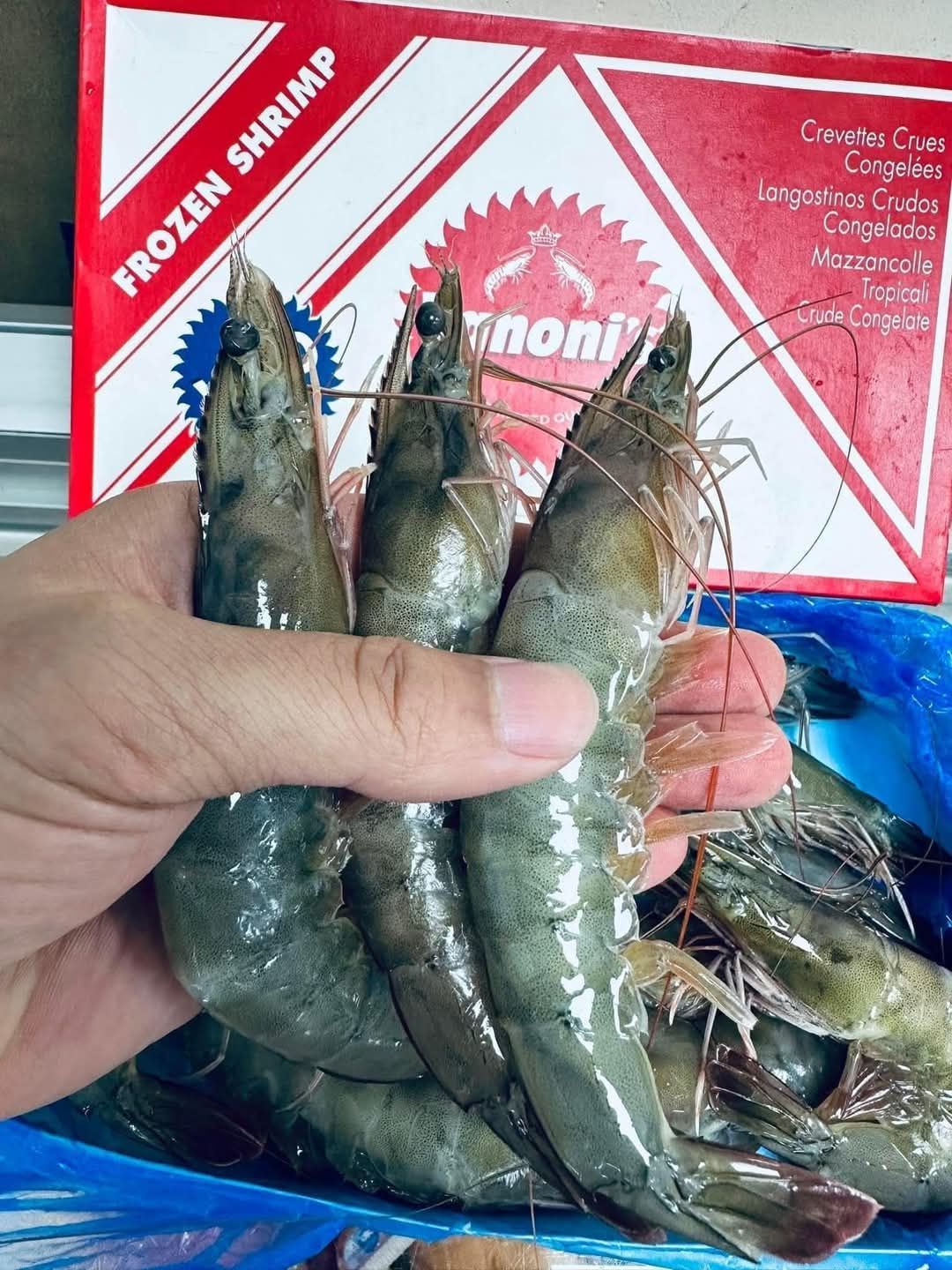 巴拿馬紅太陽活凍白蝦30/408