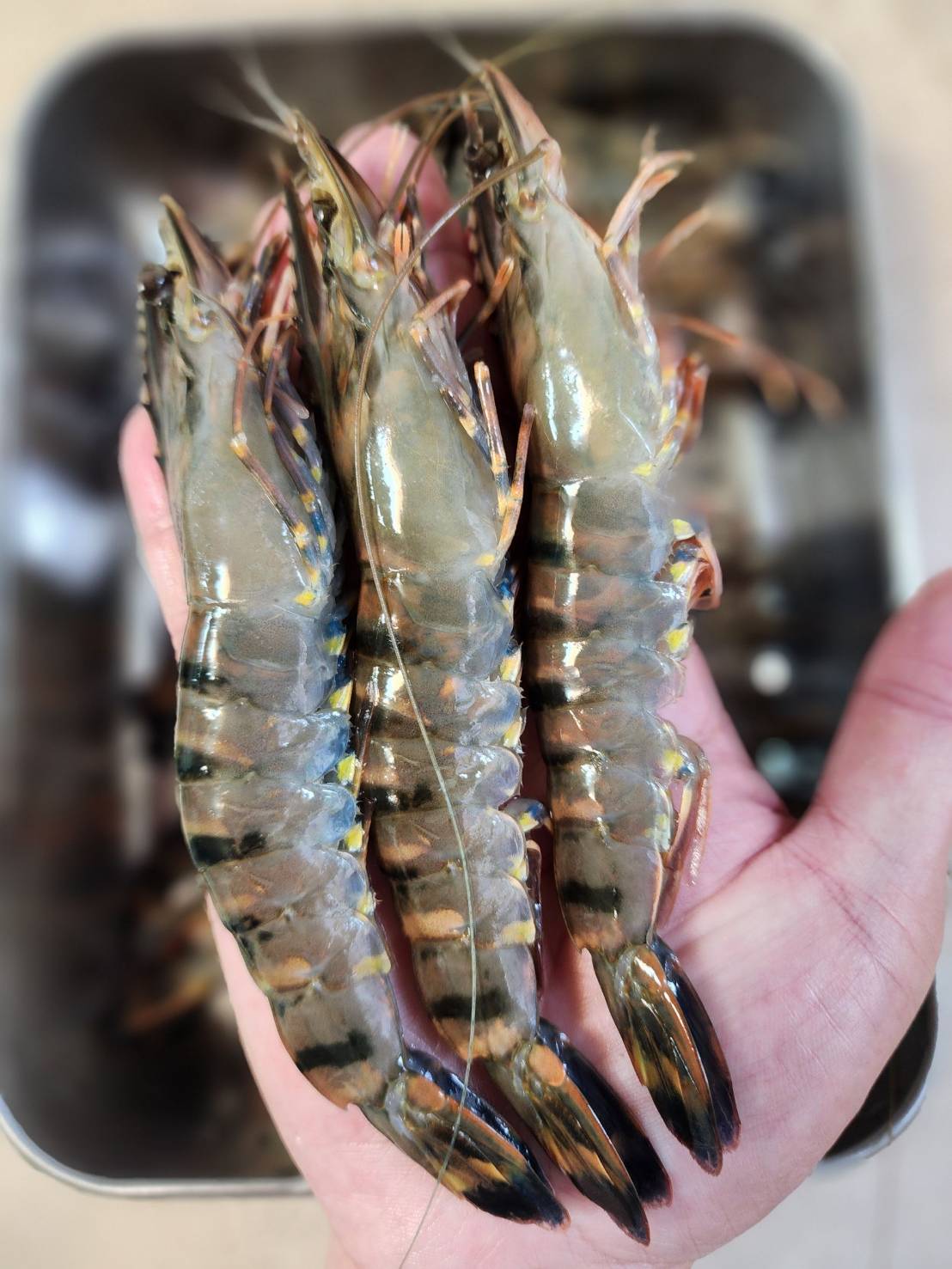 最高品質海虎蝦12p3