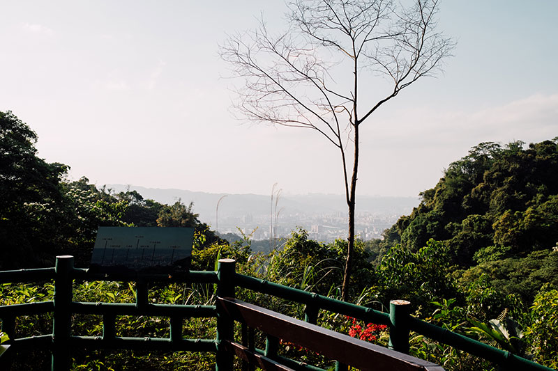 20210420_土城桐花公園-108.jpg