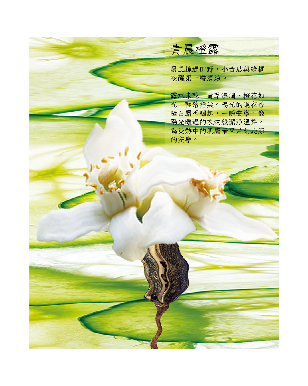 《青晨橙露 Dew of Cucumber｜沁涼舒爽的片刻安寧》