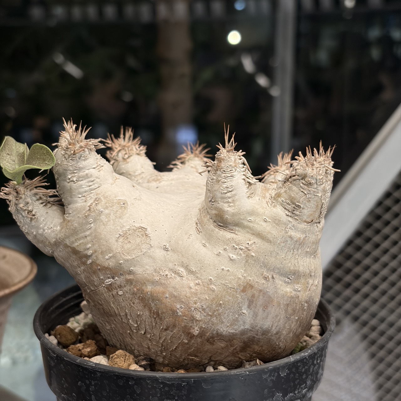 一本尼(L)2