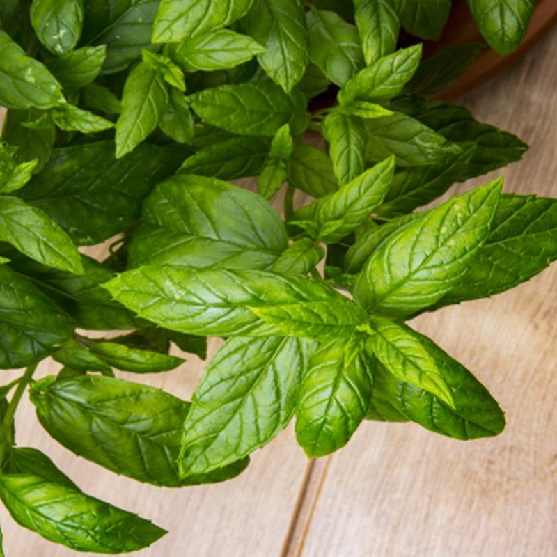 胡椒薄荷精油10ml