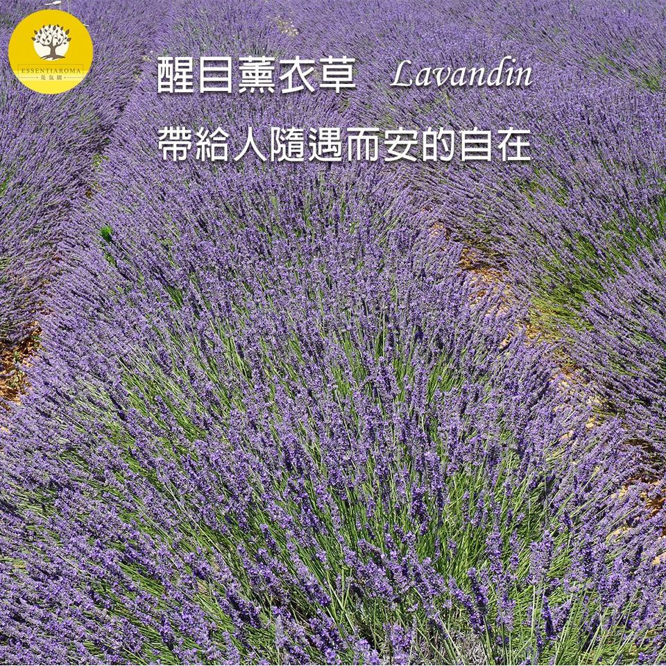 醒目薰衣草.jpg