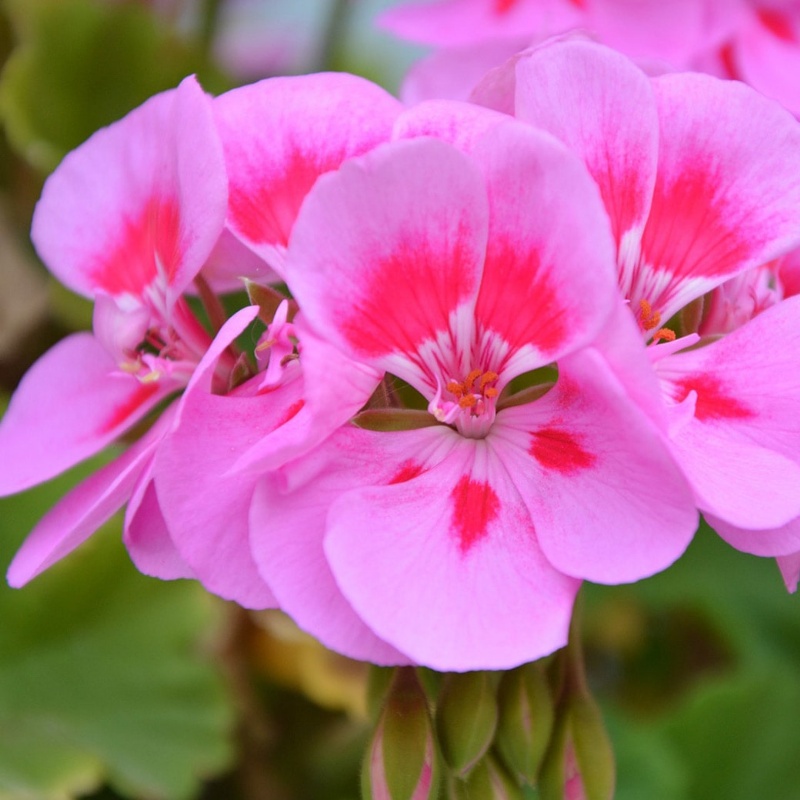 玫瑰天竺葵精油10ml