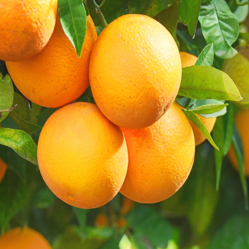 葡萄柚精油 10ml