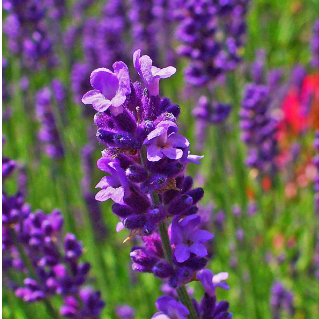 有機美拉真正薰衣草精油 10ml