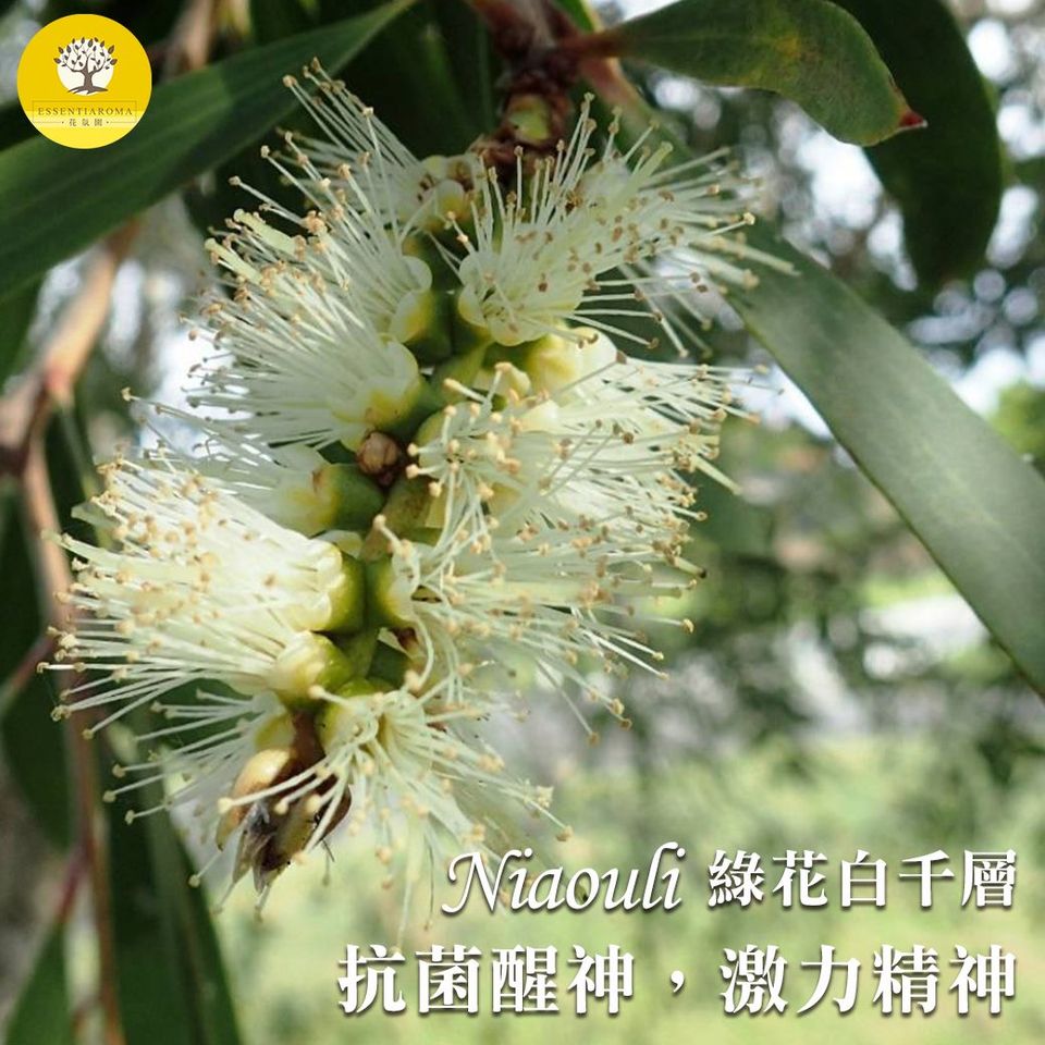 15.綠花白千層-3.jpg