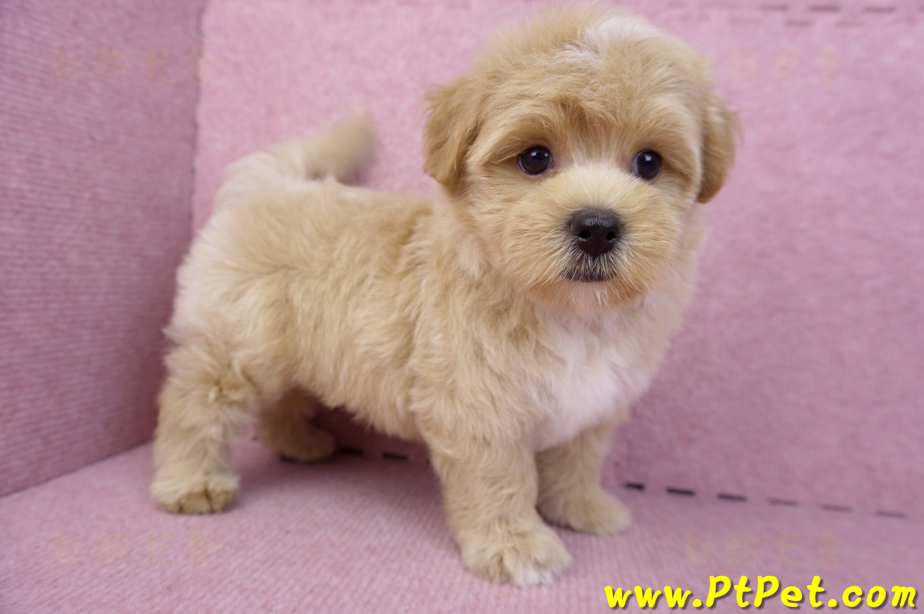 08/06奶油色馬爾泰迪公幼犬1號(桃園中壢)