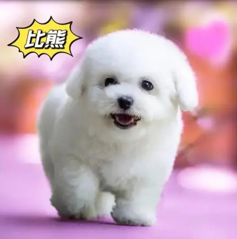 比熊犬 Bichon Frise - 日新犬舍 比熊犬 Bichon Frise - 日新犬舍