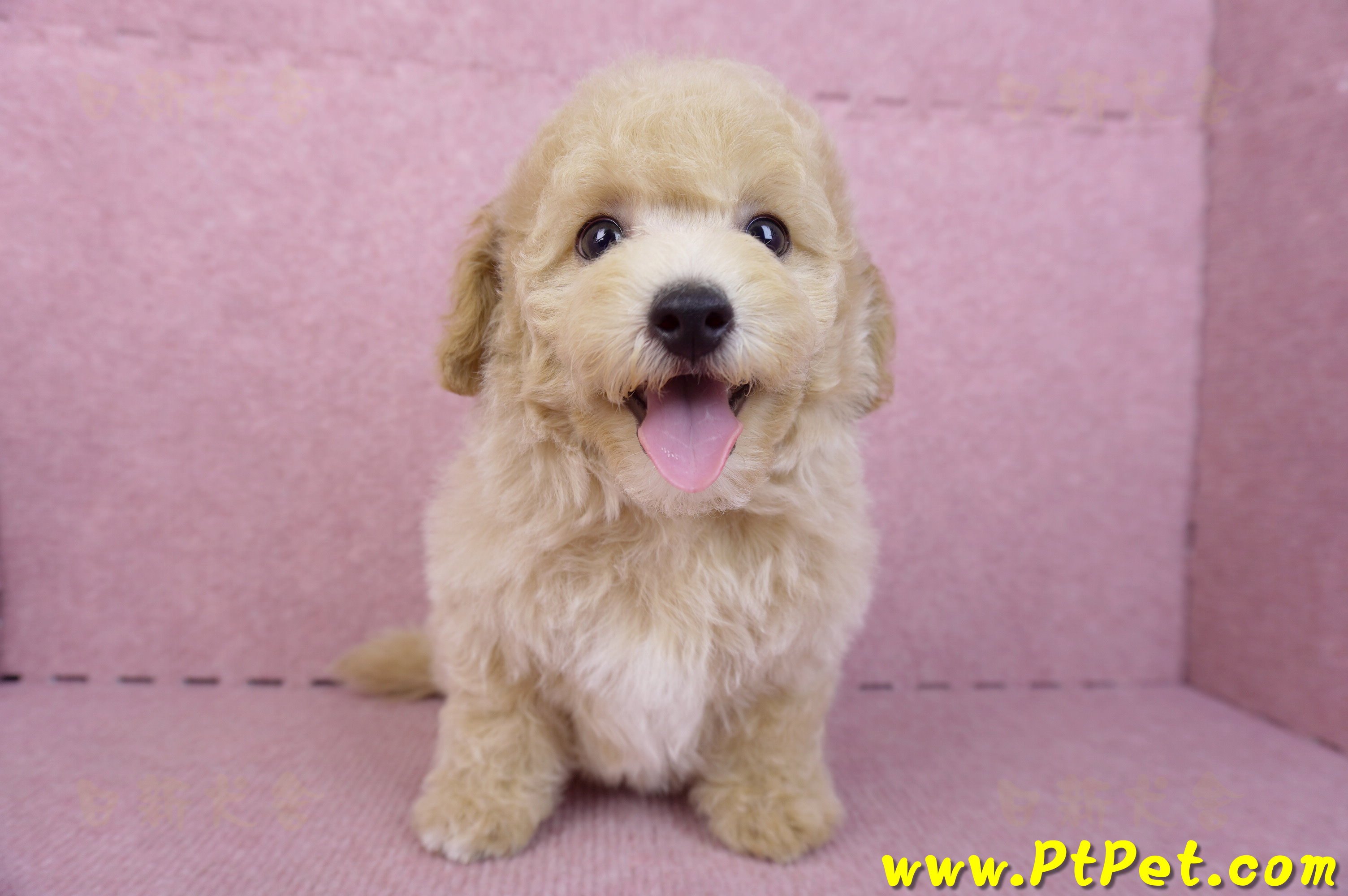 08/14泰迪比熊公幼犬4號(台中南區)