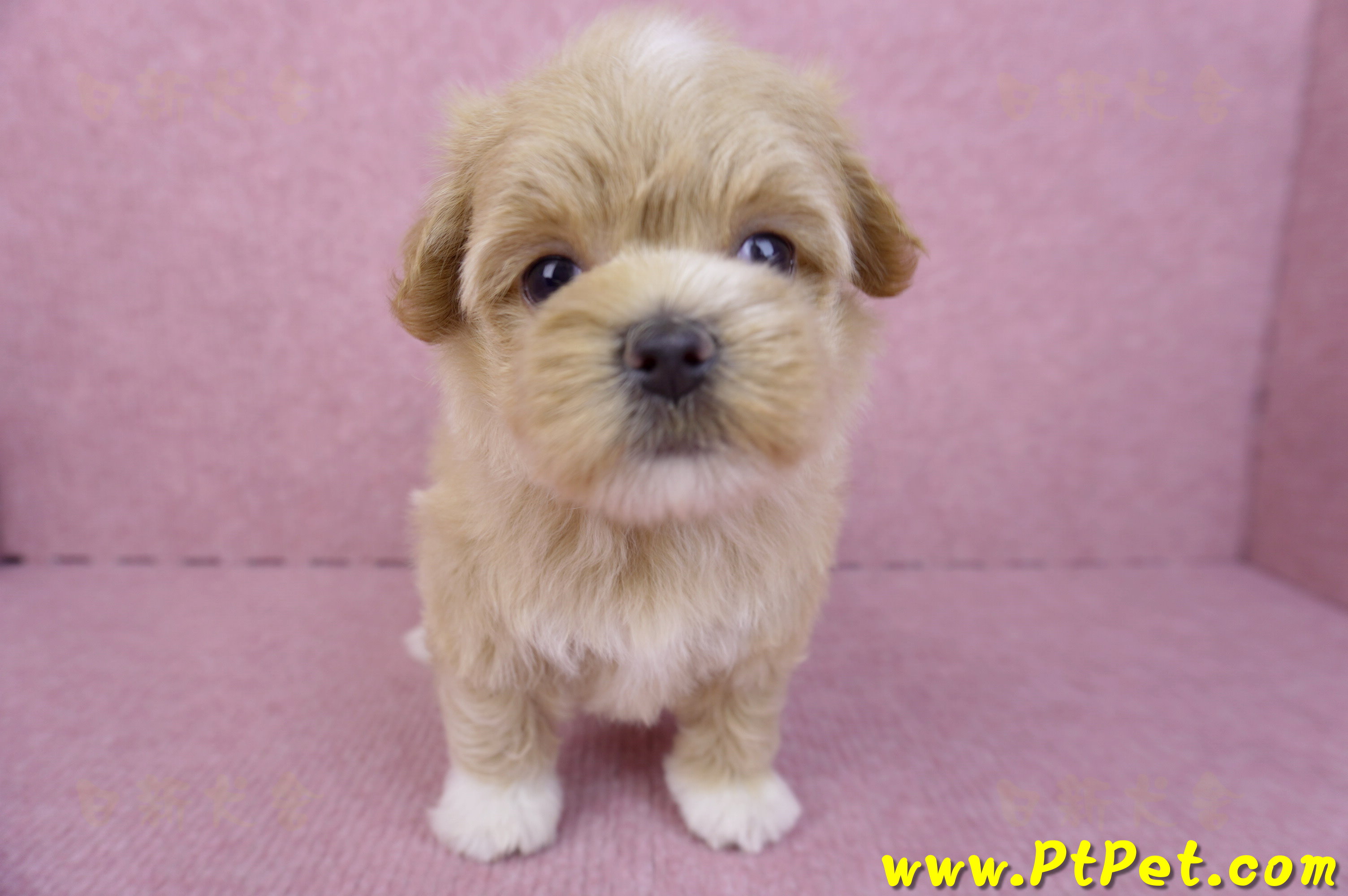 08/06奶油色馬爾泰迪母幼犬1號(桃園新屋)