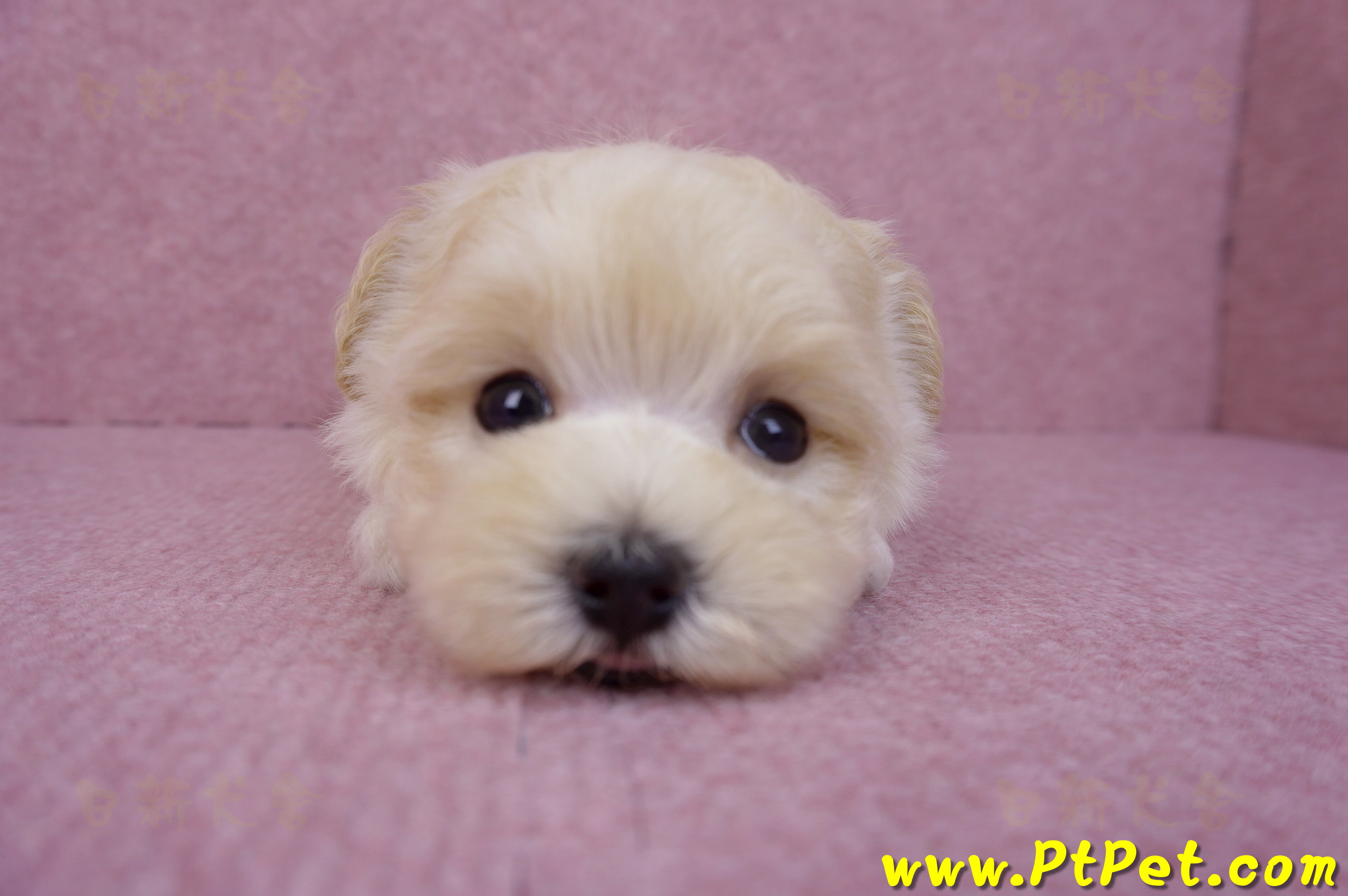 08/02奶油色馬爾泰迪公幼犬(桃園龍潭)