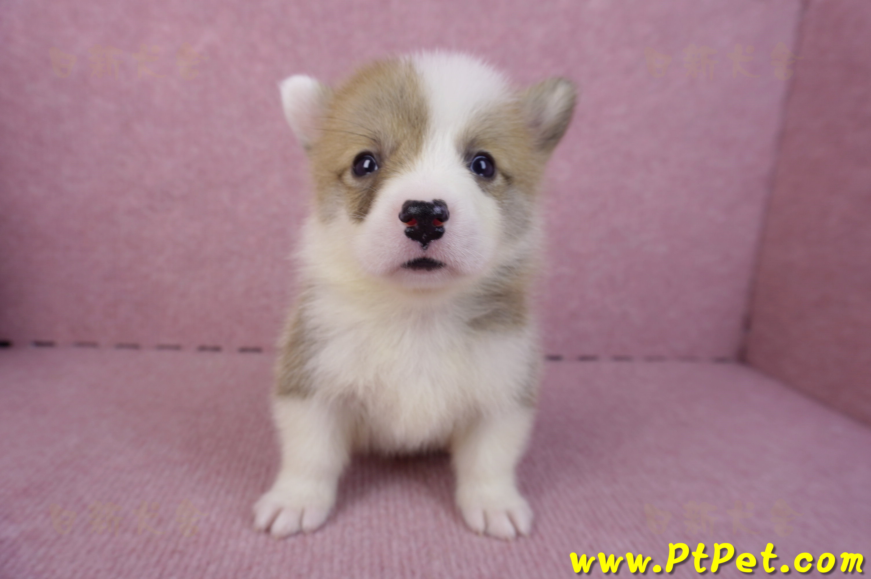 10/13雙色柯基犬公幼犬2號