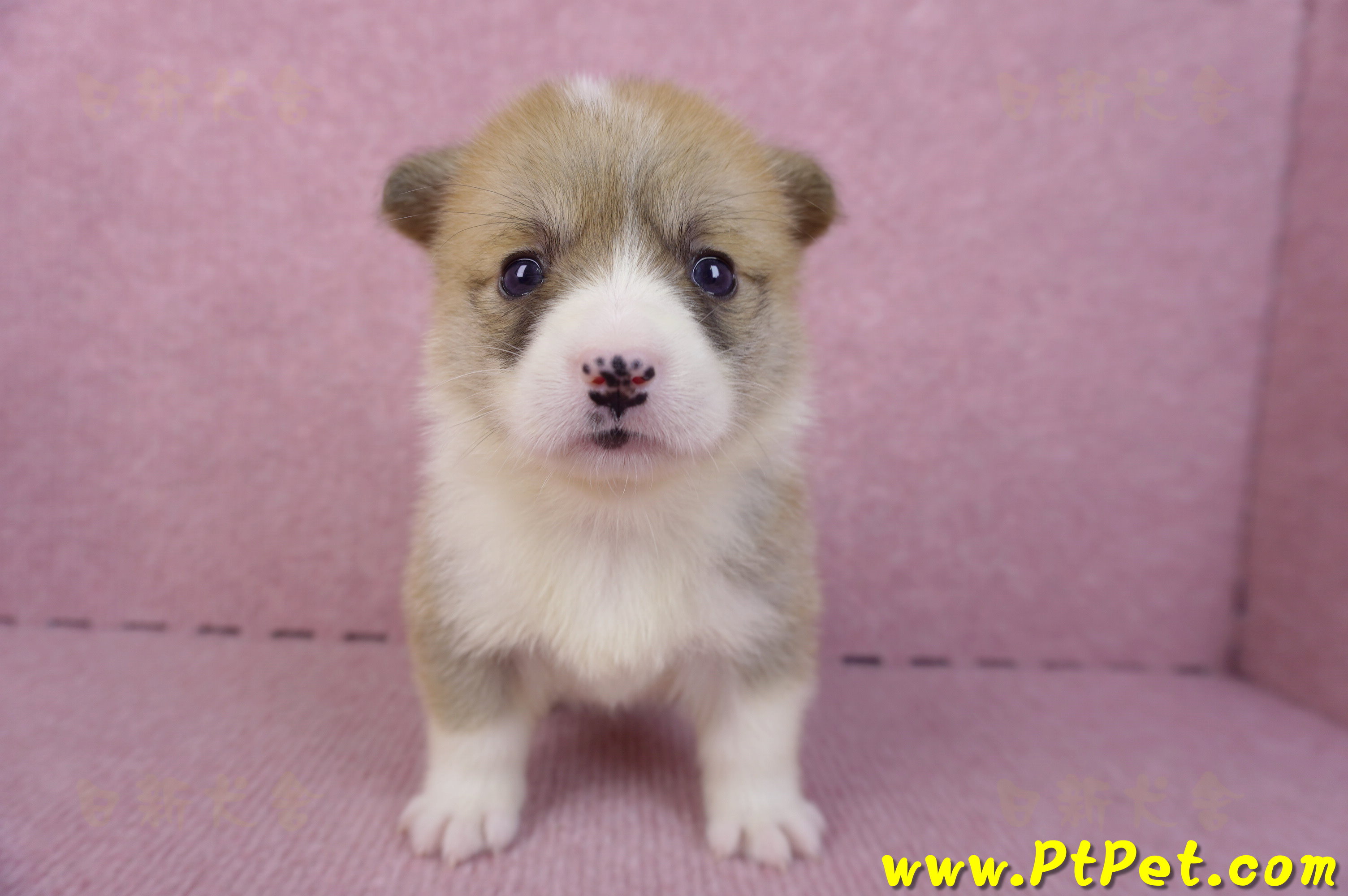 10/13雙色柯基犬母幼犬4號