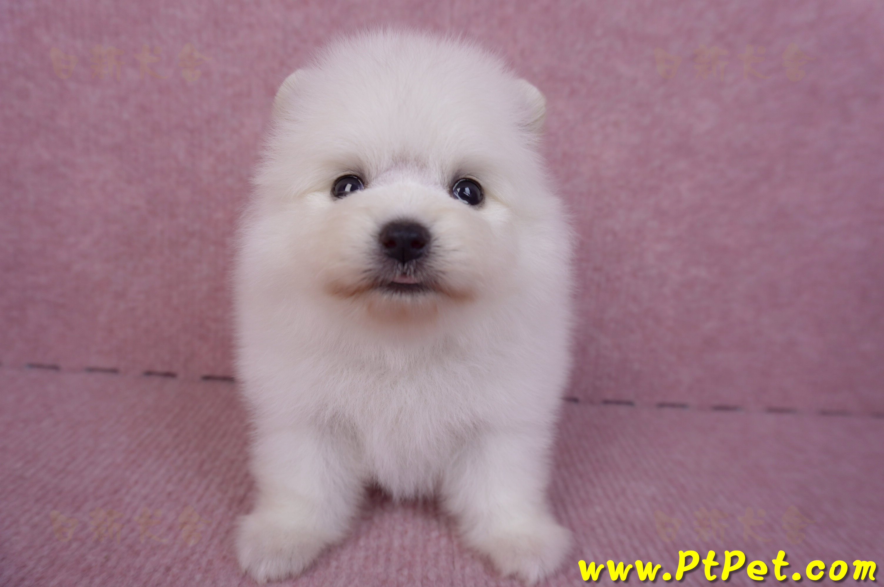 10/11松鼠白博美公幼犬2號