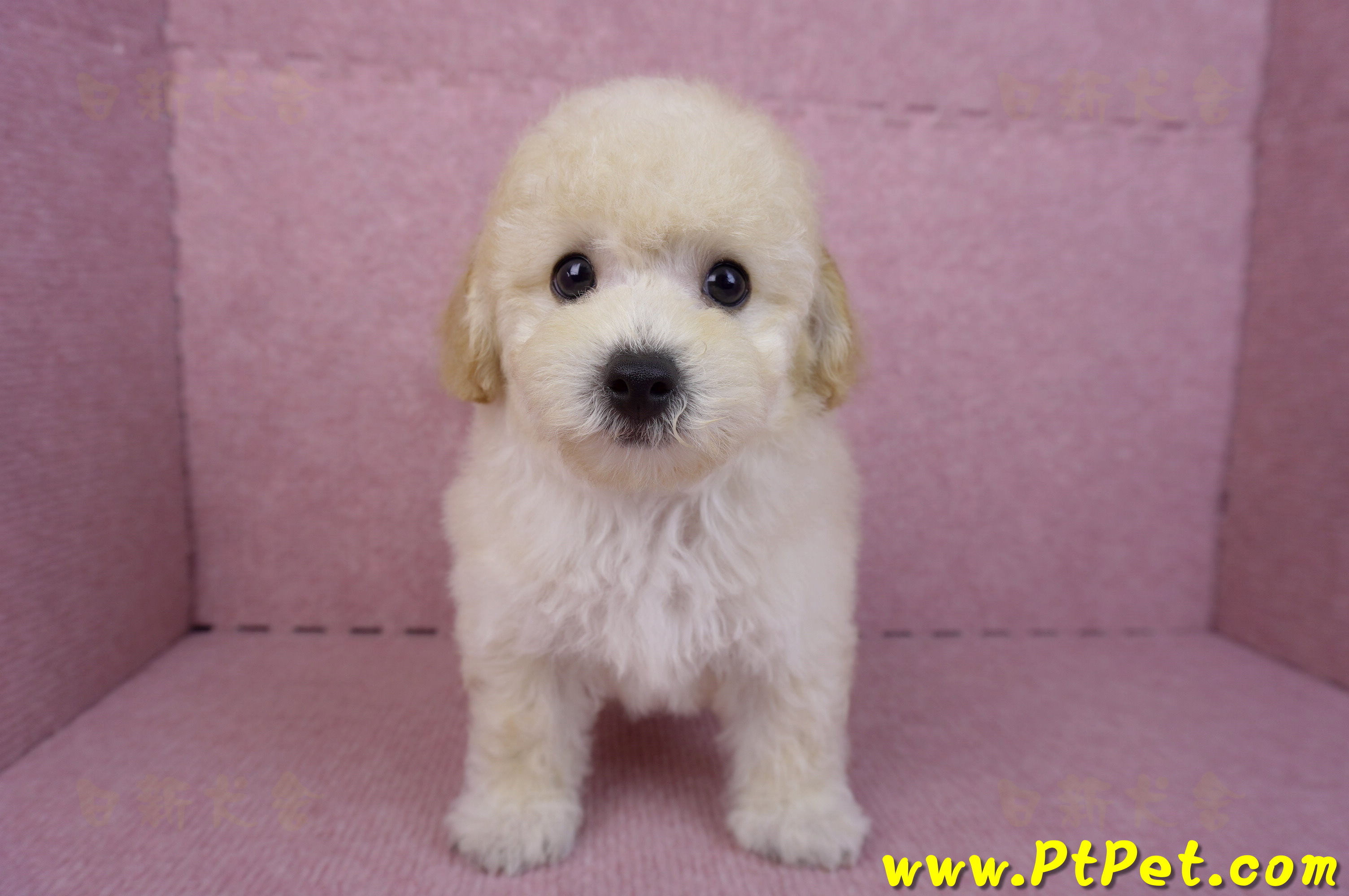 08/14泰迪比熊公幼犬(屏東內埔)