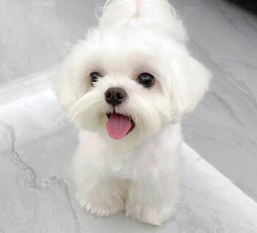 馬爾濟斯 Maltese - 日新犬舍