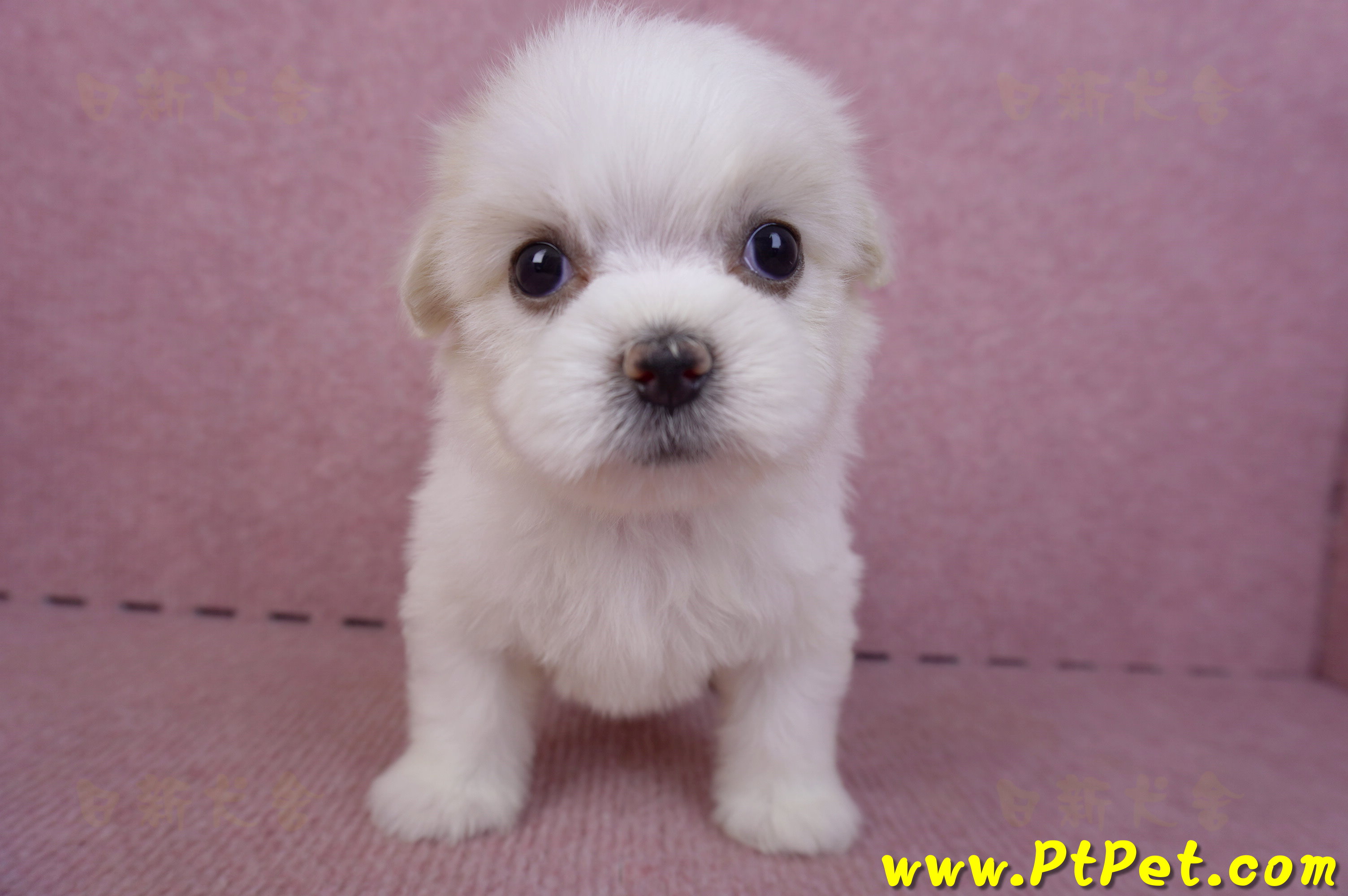 09/21馬爾濟斯母幼犬1號