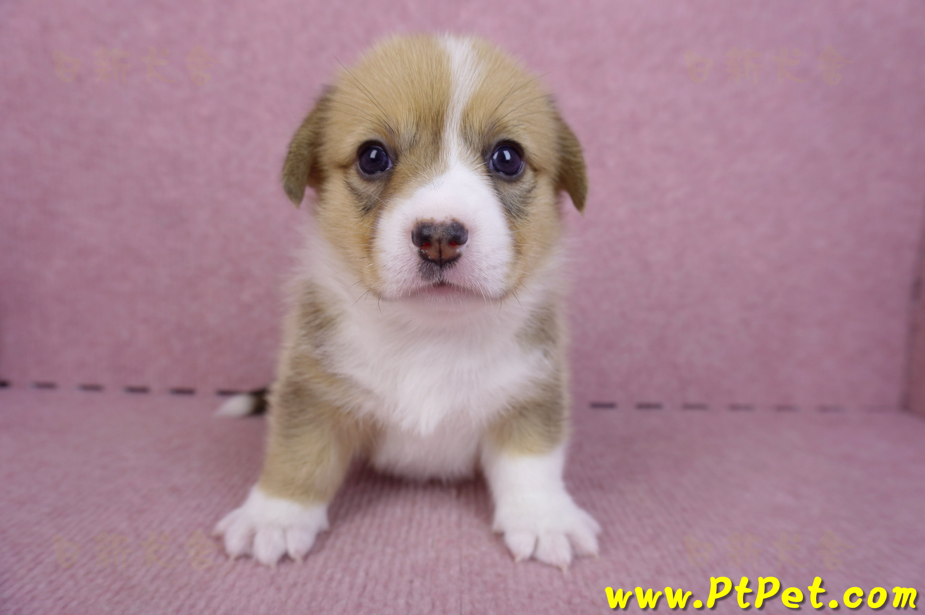 09/22雙色柯基犬母幼犬2號(桃園觀音)